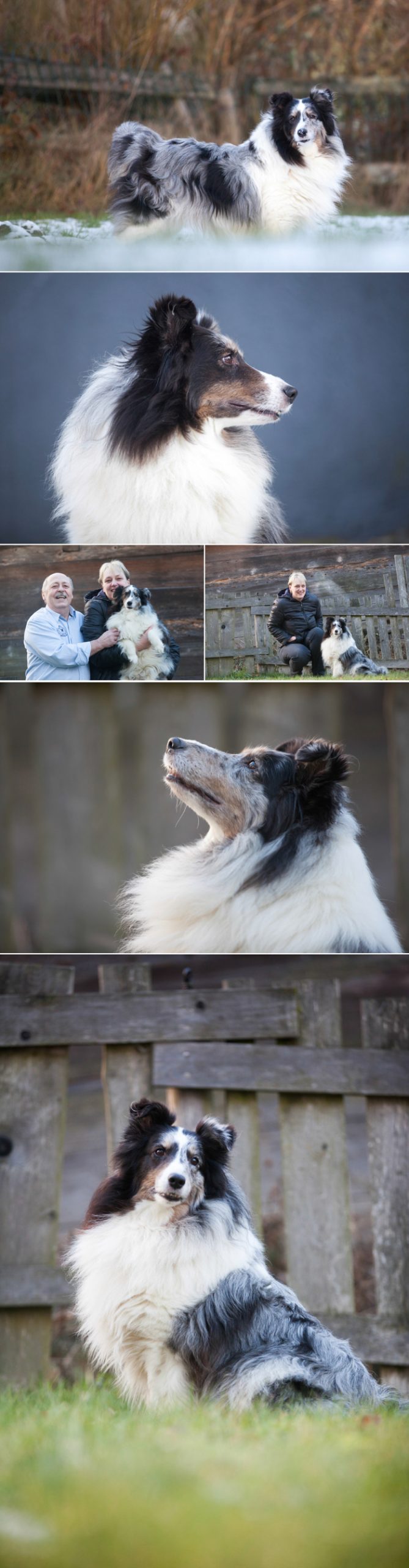 5.10- julia wallner hund