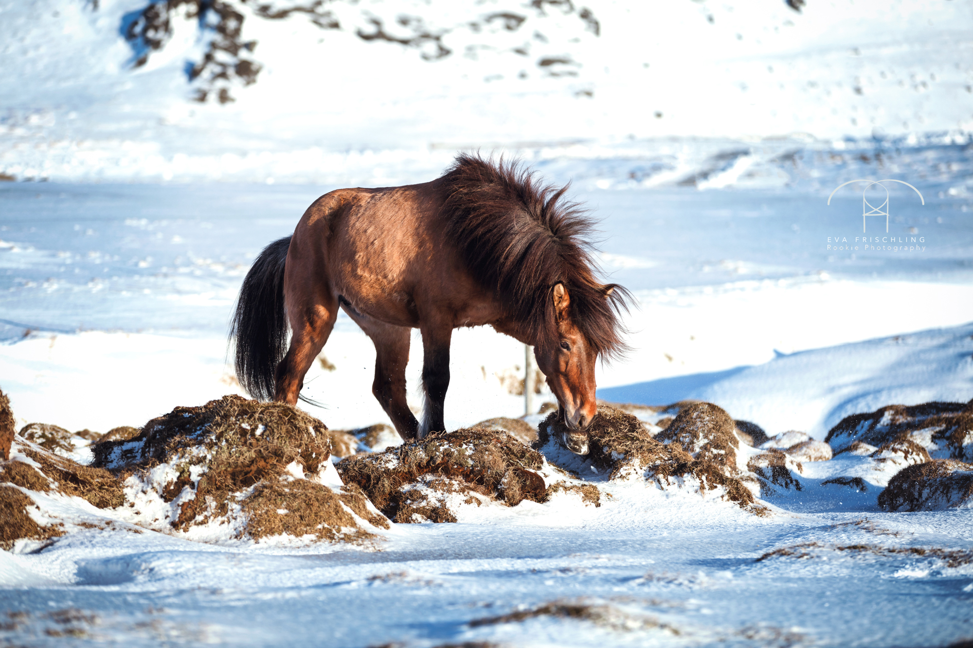 07 Ögri frá Horni-1