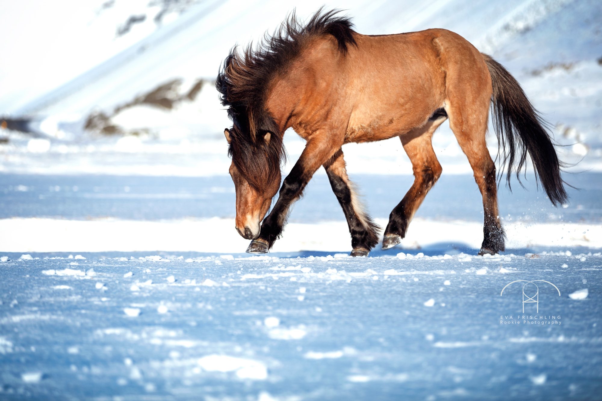 07 Ögri frá Horni-10