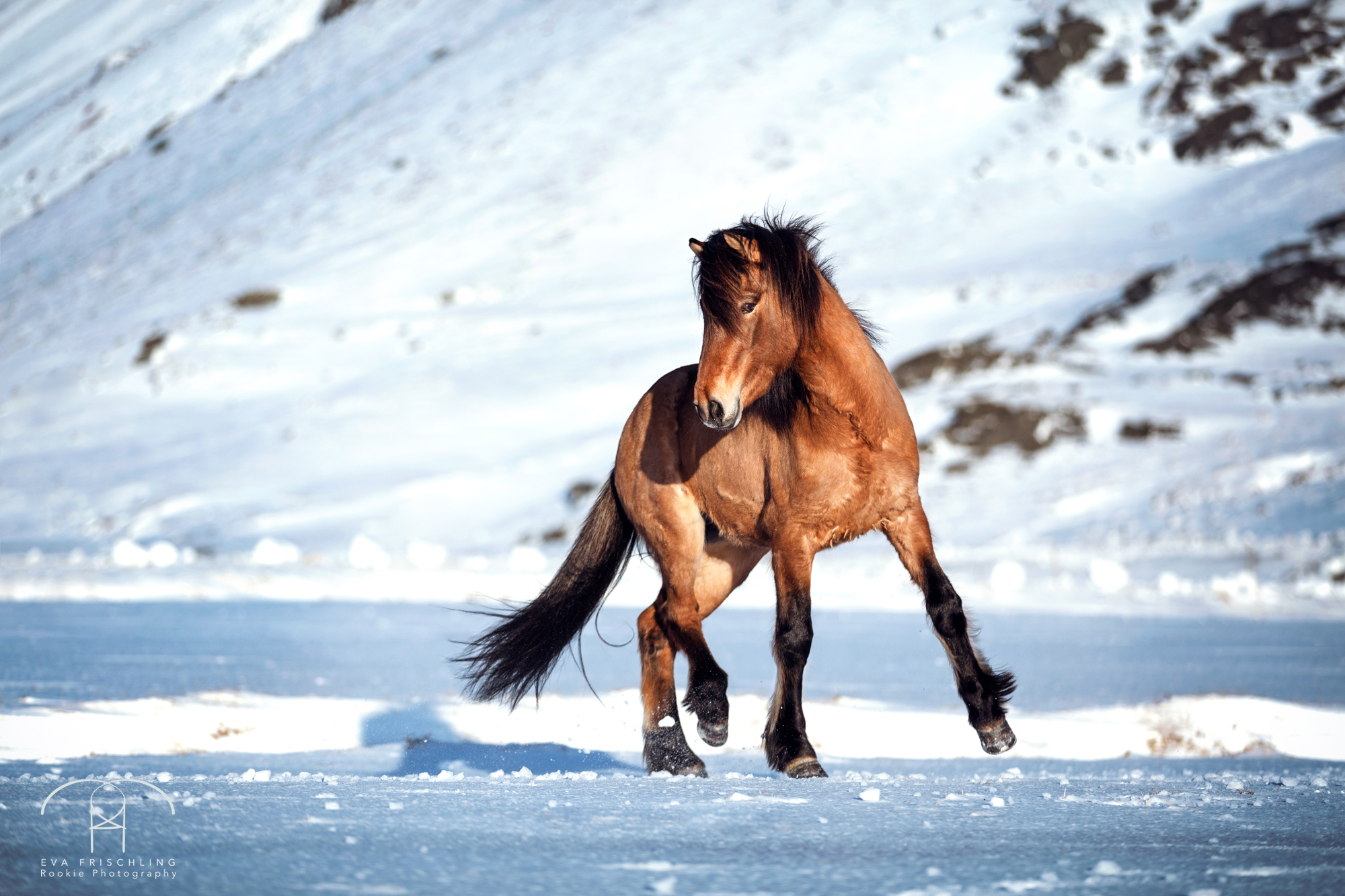 07 Ögri frá Horni-11