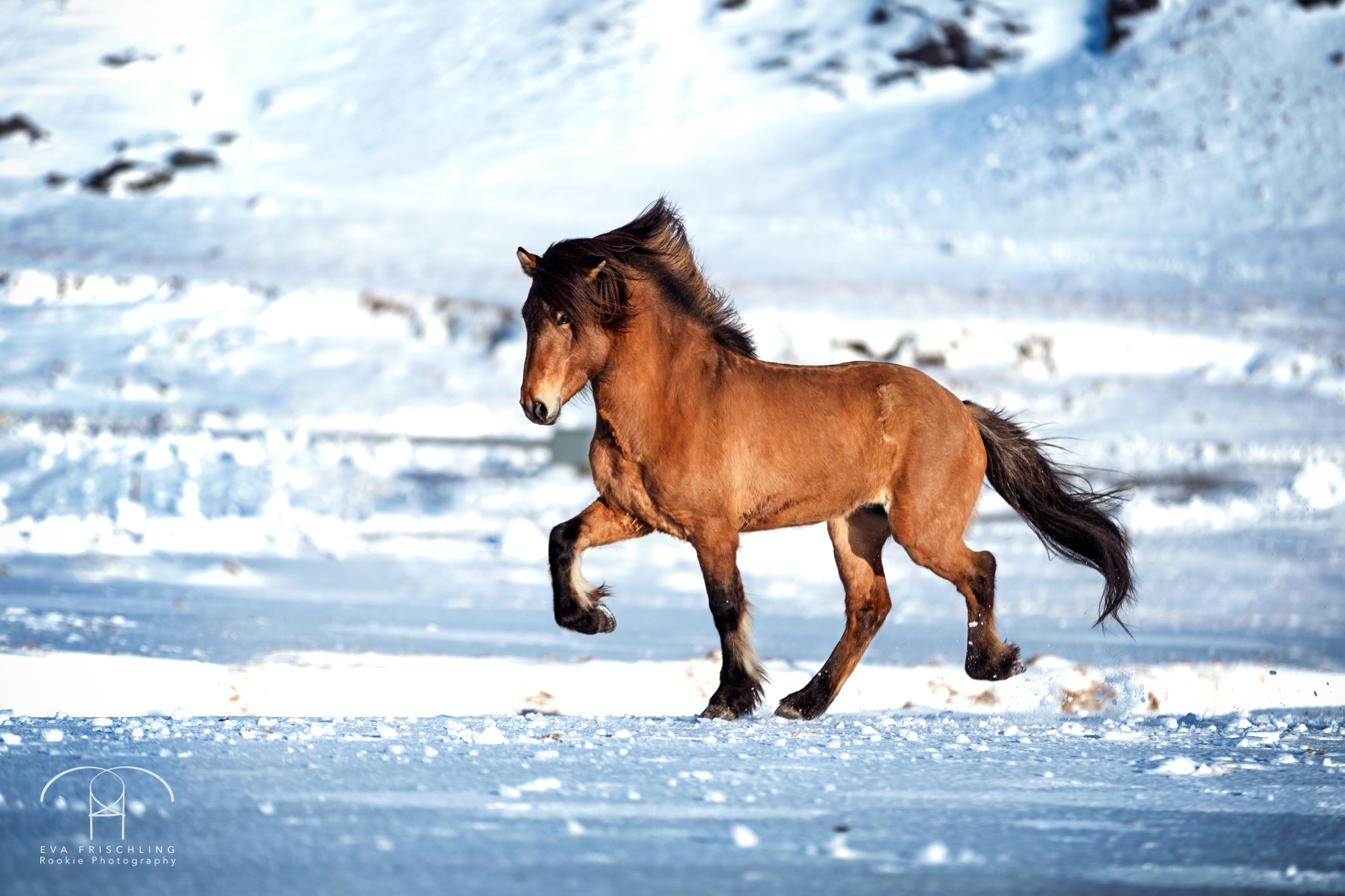 07 Ögri frá Horni-12