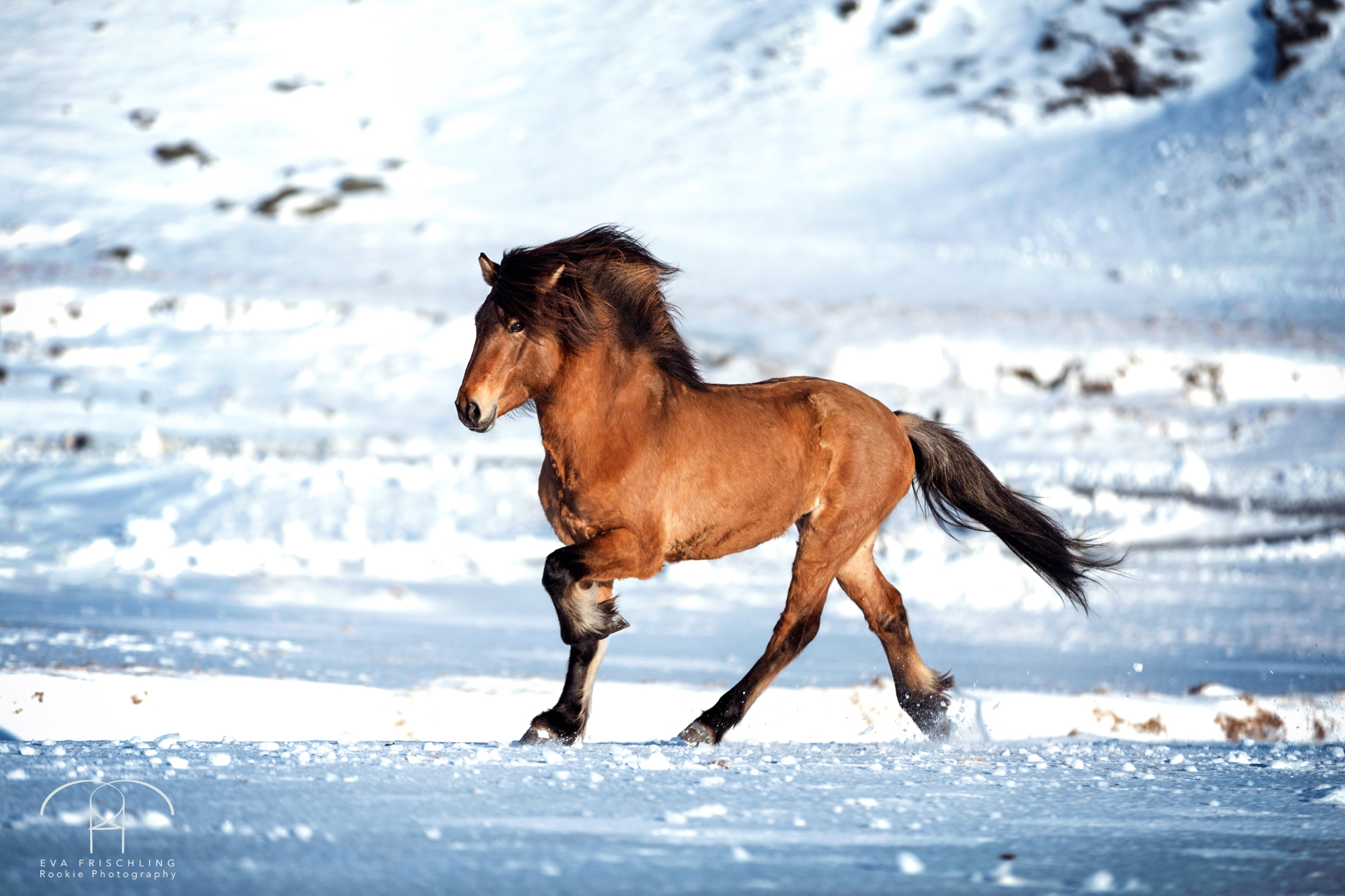 07 Ögri frá Horni-13