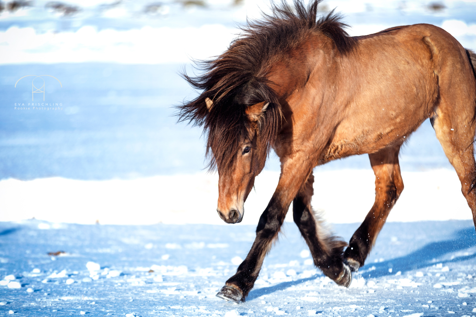 07 Ögri frá Horni-14