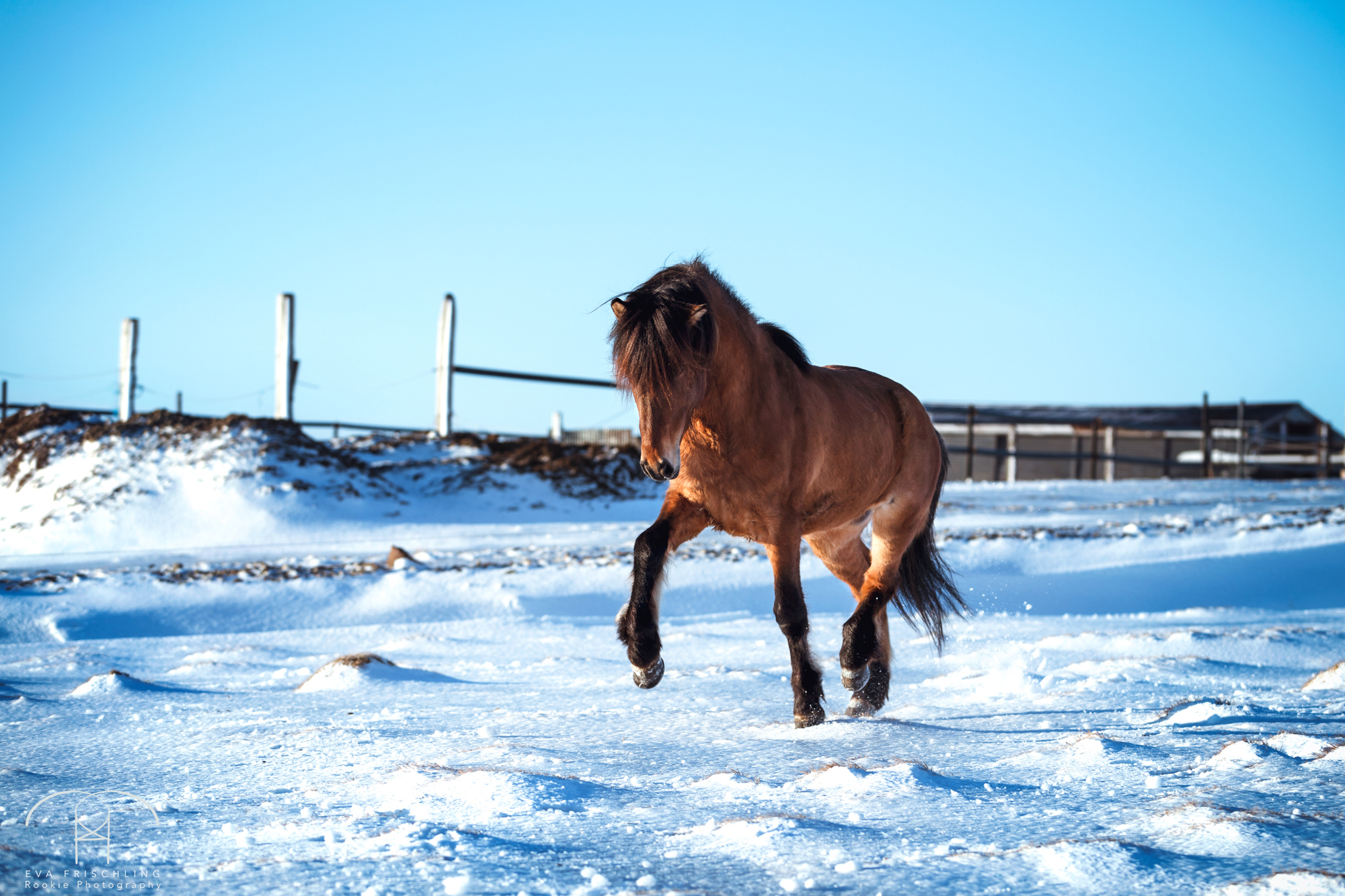 07 Ögri frá Horni-2