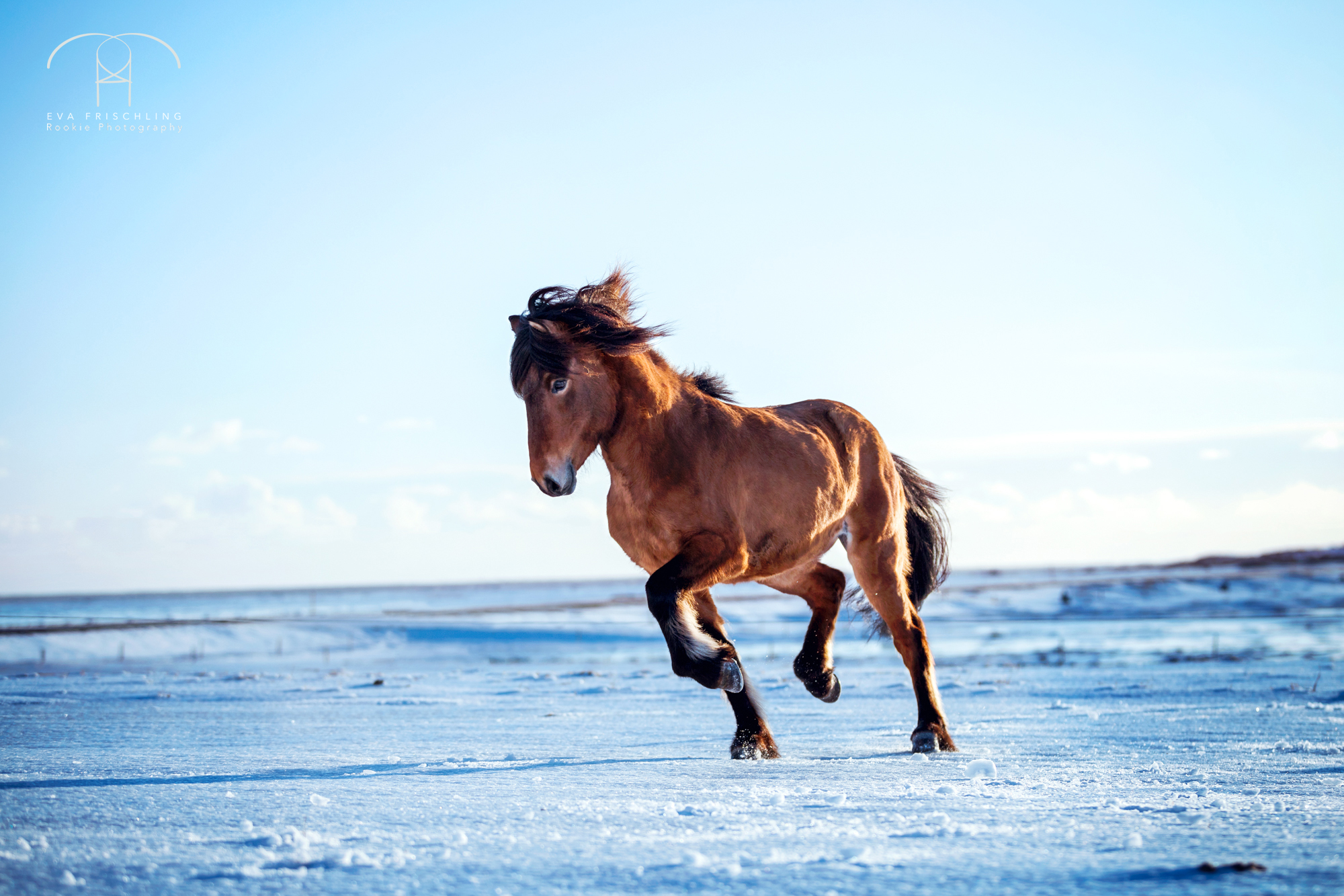 07 Ögri frá Horni-7