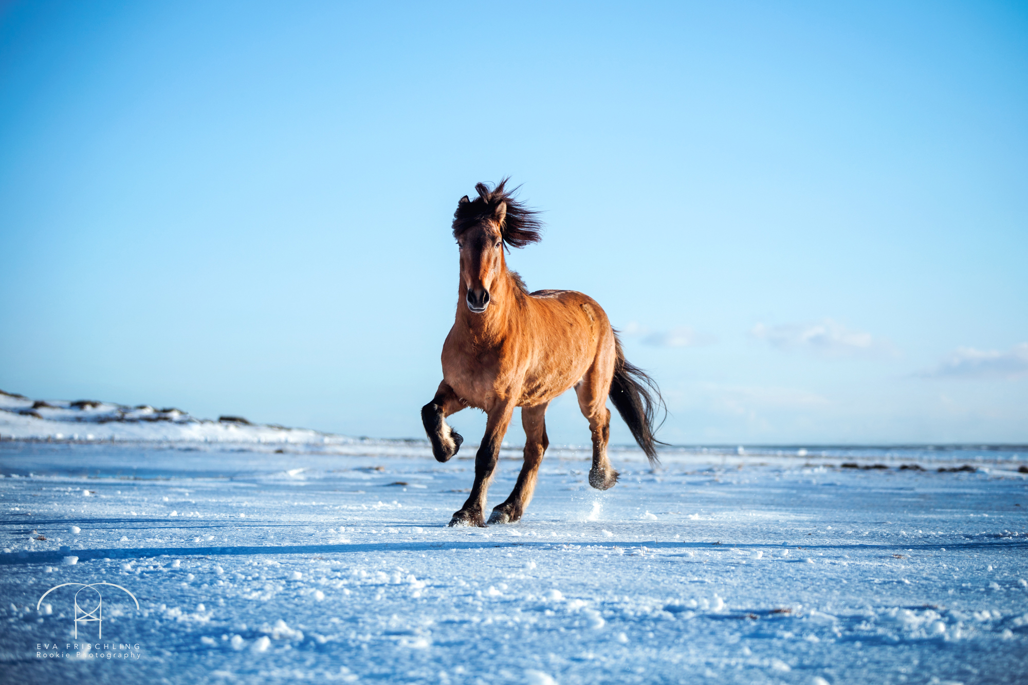 07 Ögri frá Horni-9