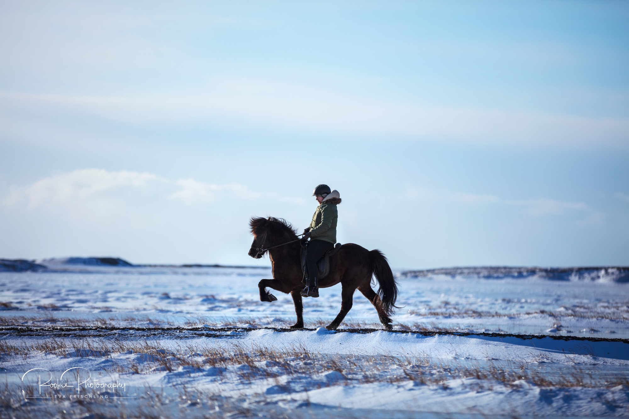 08 Horn Reitpferde Steinálfur-1