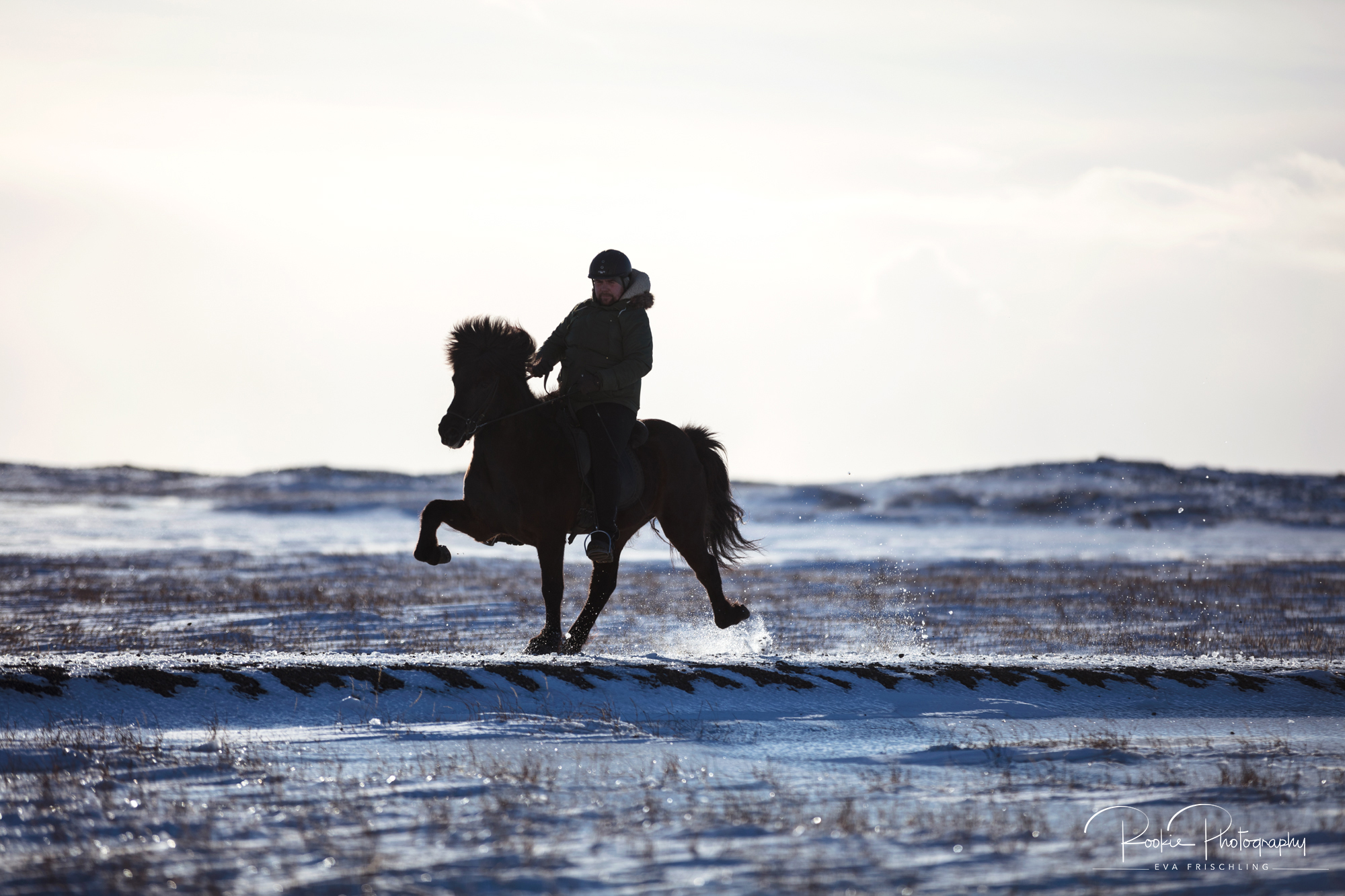 08 Horn Reitpferde Steinálfur-2