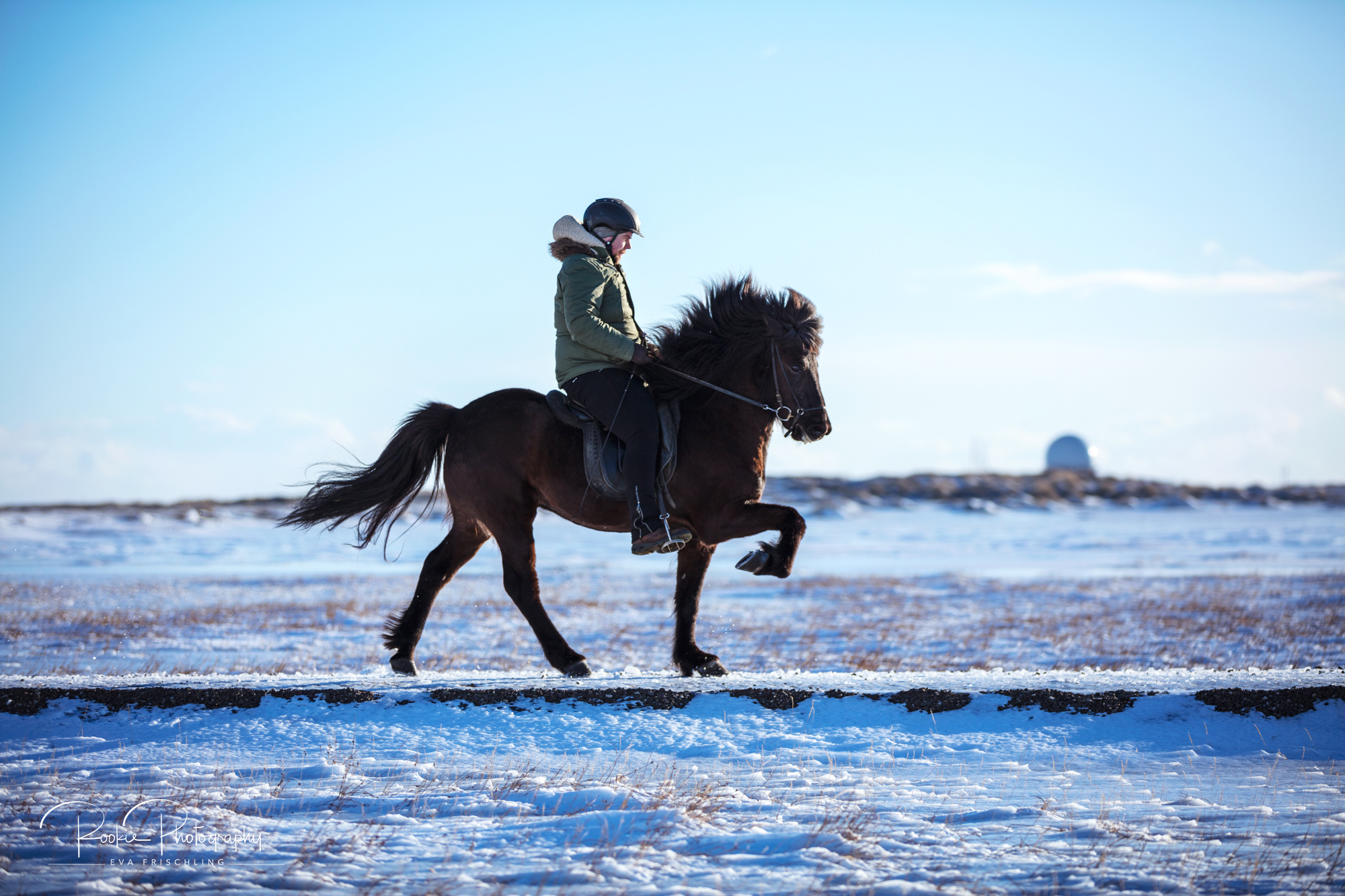 08 Horn Reitpferde Steinálfur-3