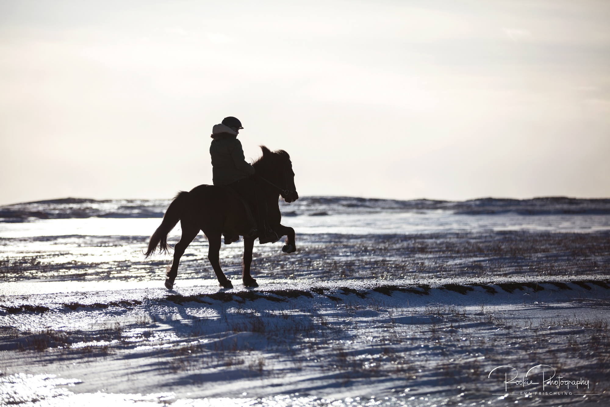 08 Horn Reitpferde Steinálfur-4