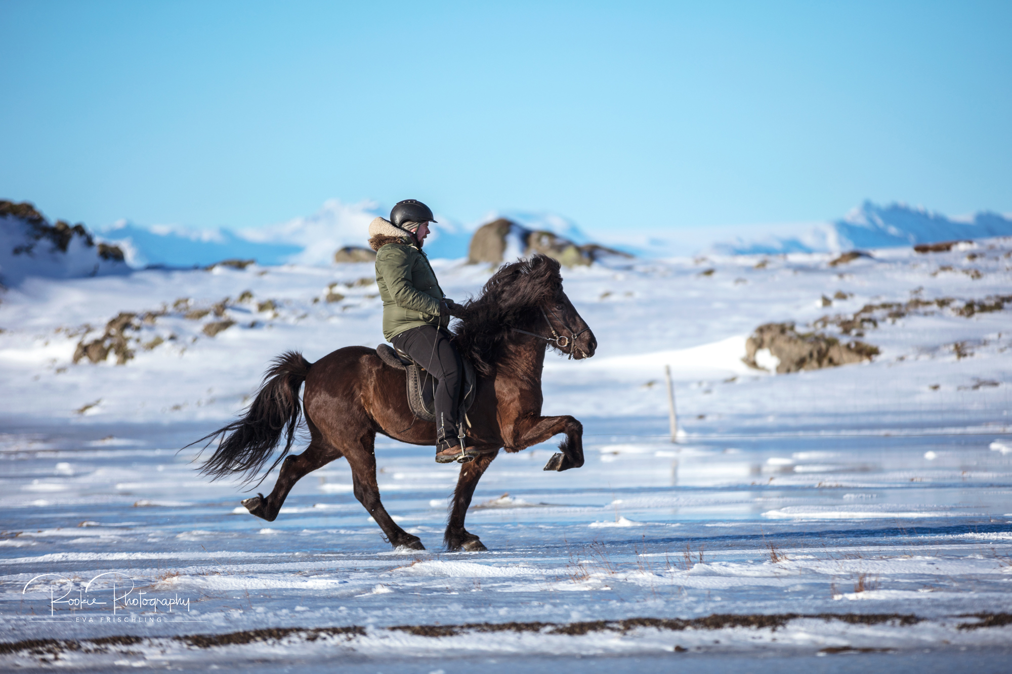 08 Horn Reitpferde Steinálfur-6