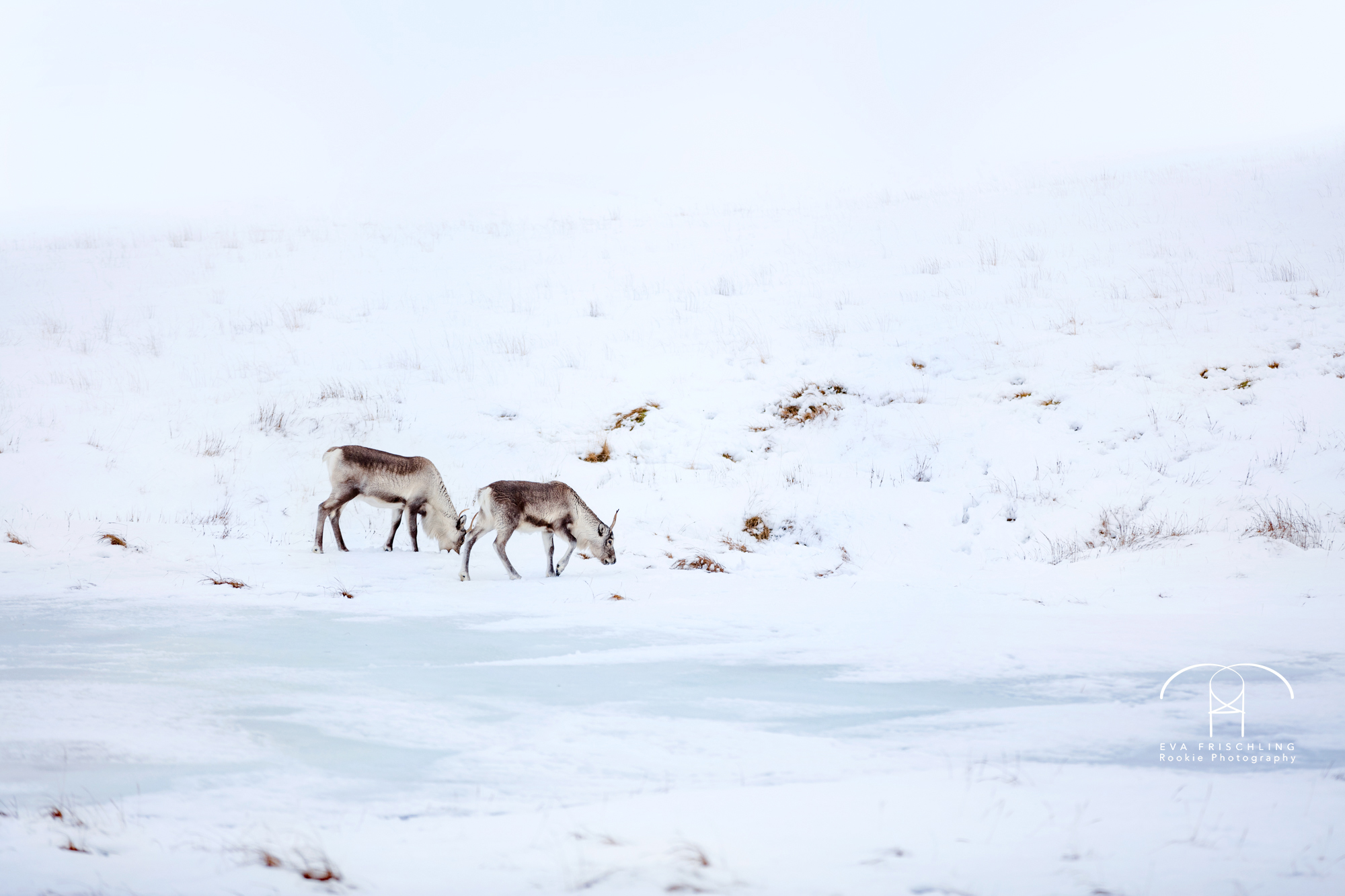 11 Höfn - Egilsstadir-6
