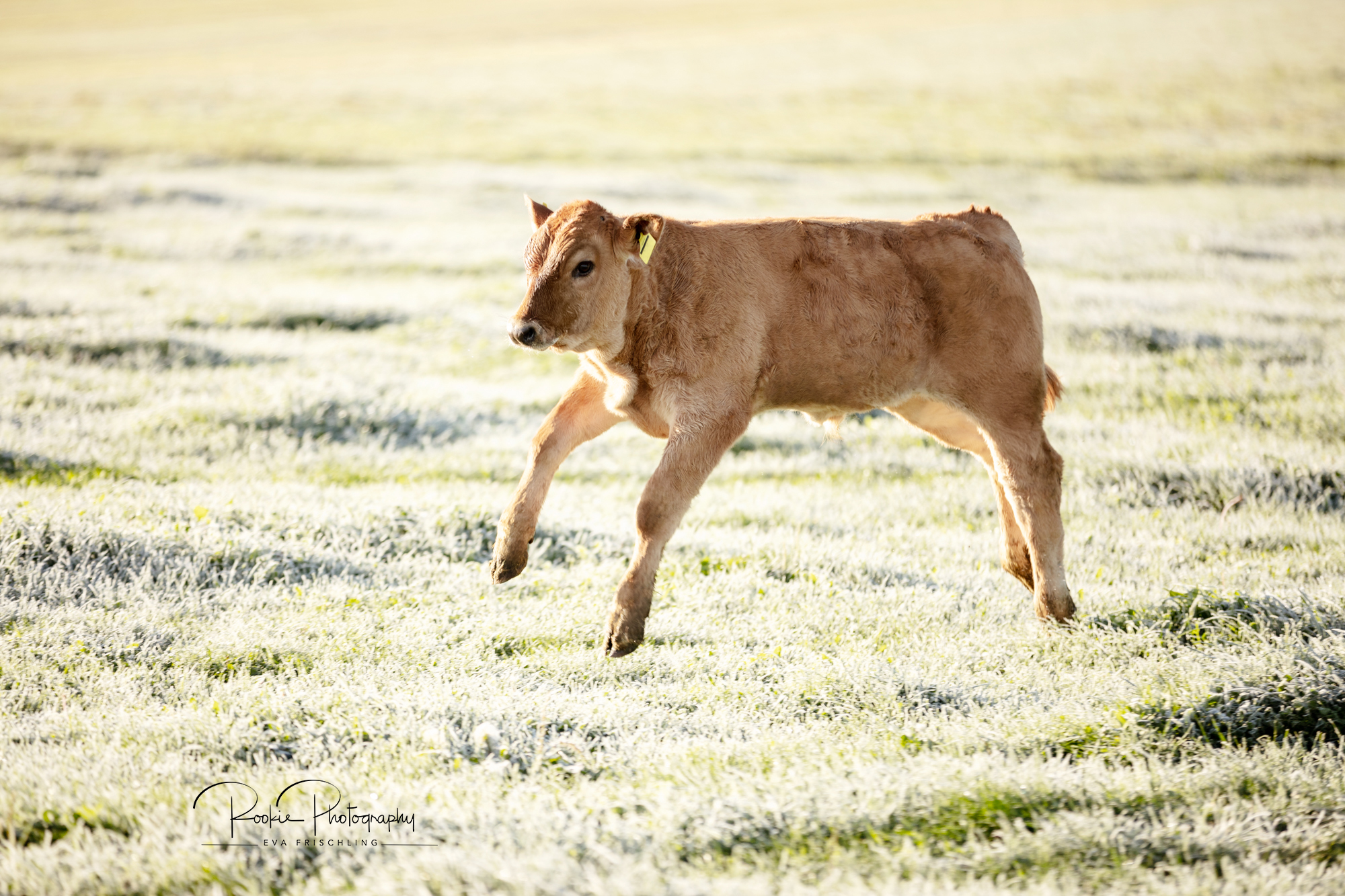 Biohof-Gebetsberger-1