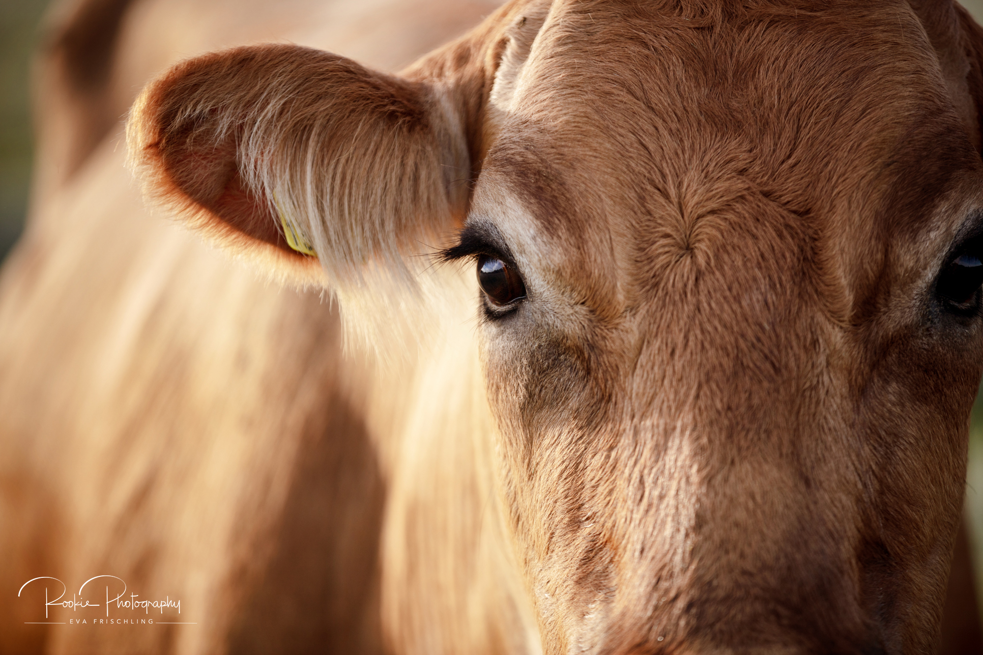 Biohof-Gebetsberger-3