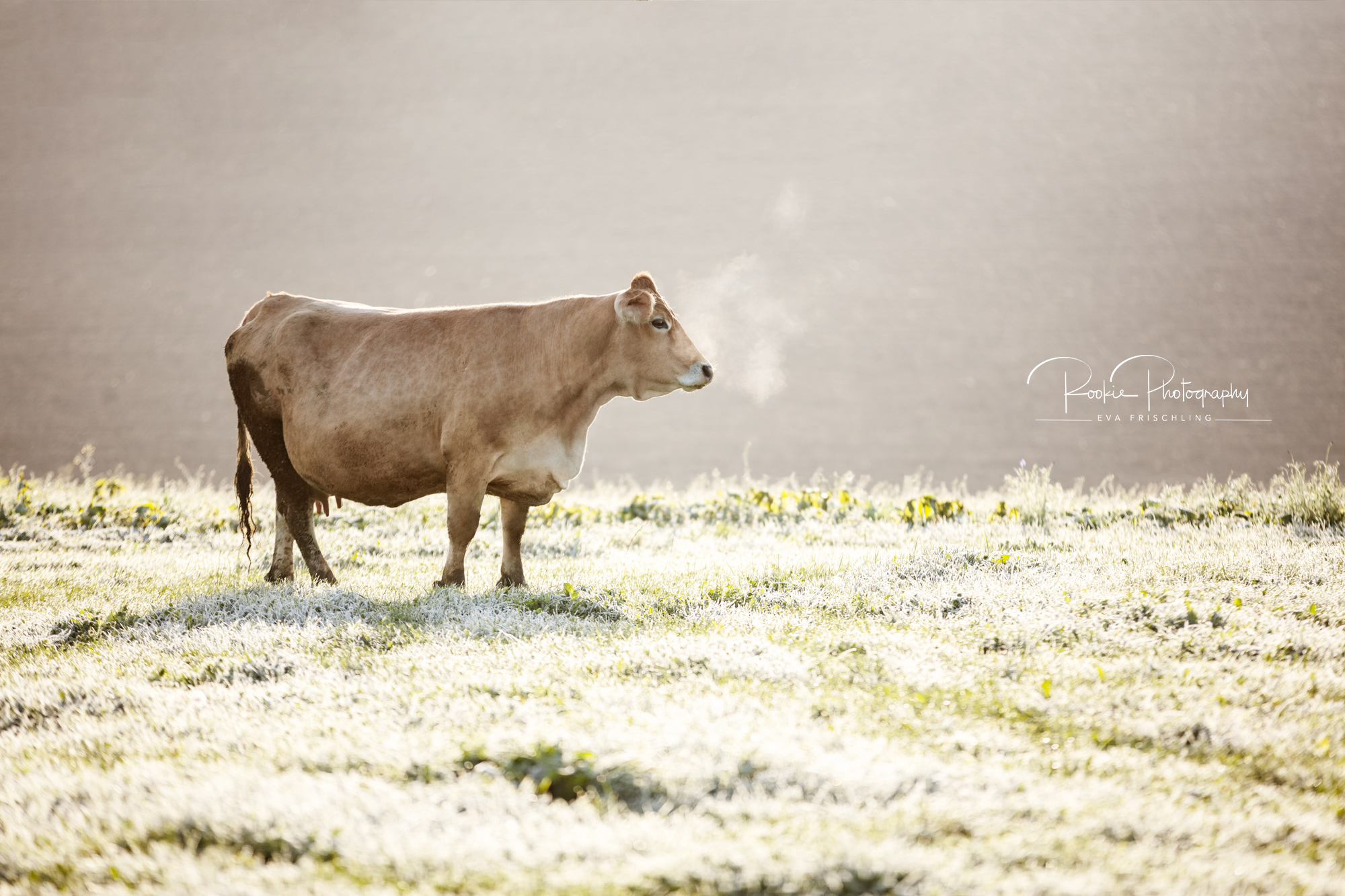 Biohof-Gebetsberger-4