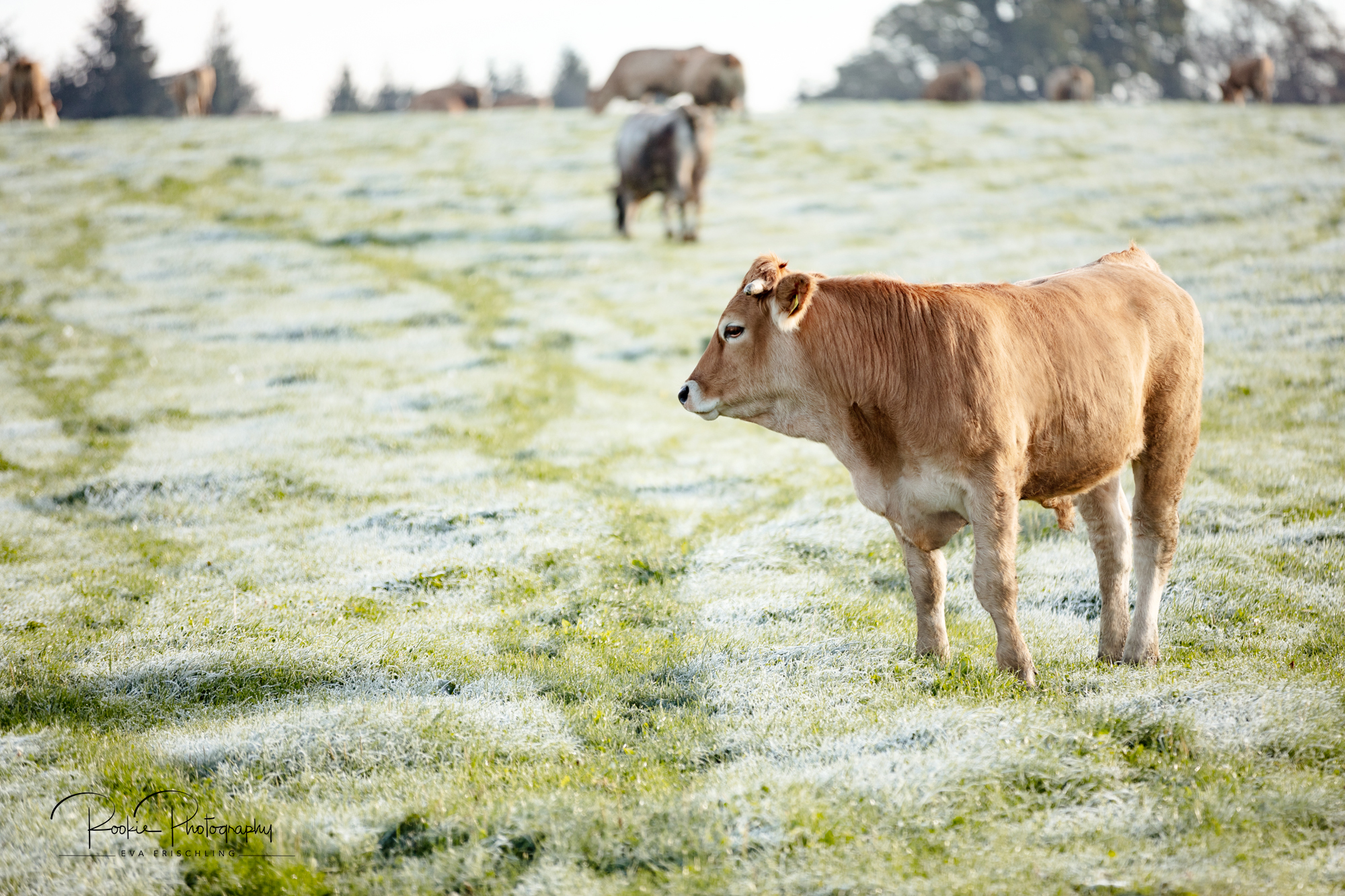 Biohof-Gebetsberger-6