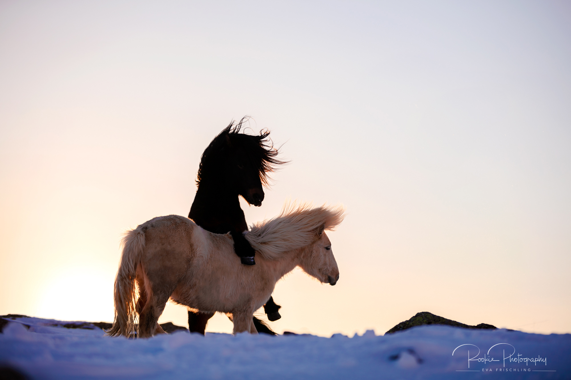 07 Hengstherde Sonnenschein-10