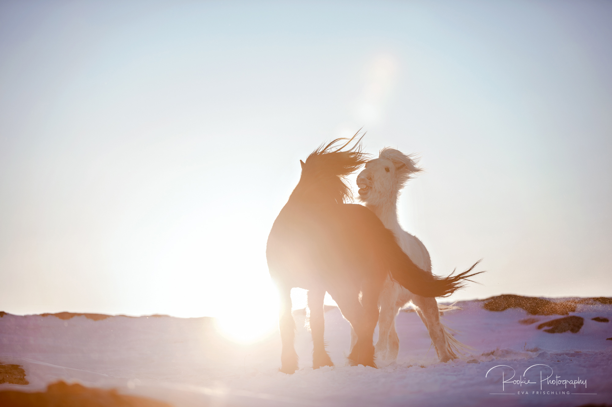 07 Hengstherde Sonnenschein-11