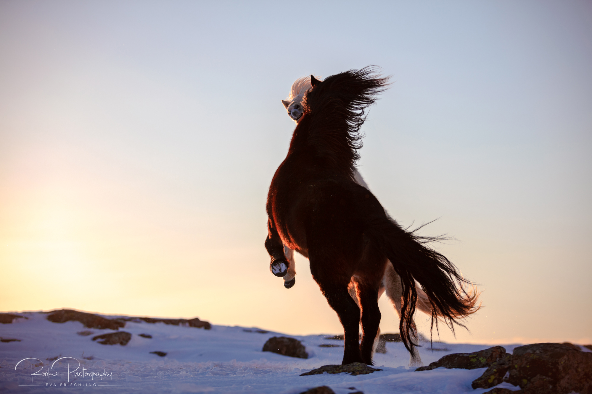 07 Hengstherde Sonnenschein-12