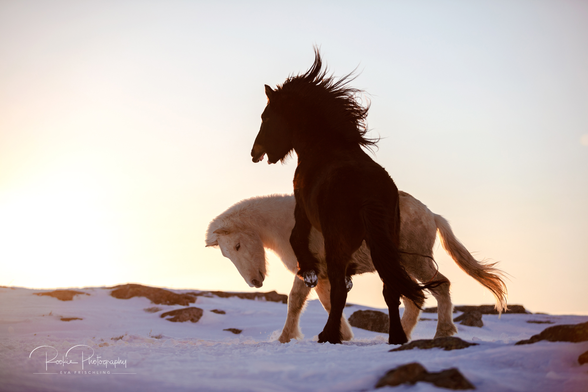 07 Hengstherde Sonnenschein-13