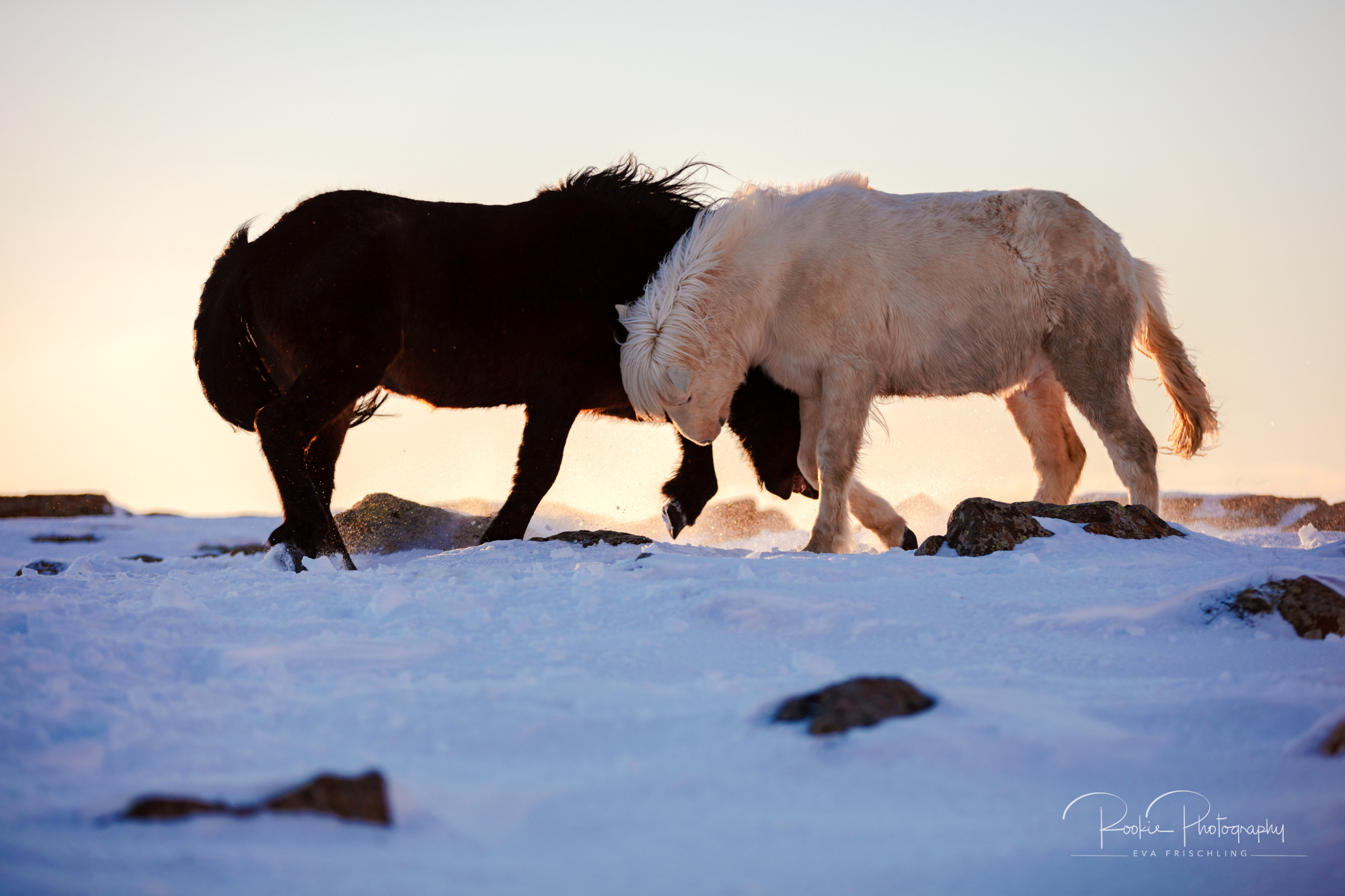 07 Hengstherde Sonnenschein-14