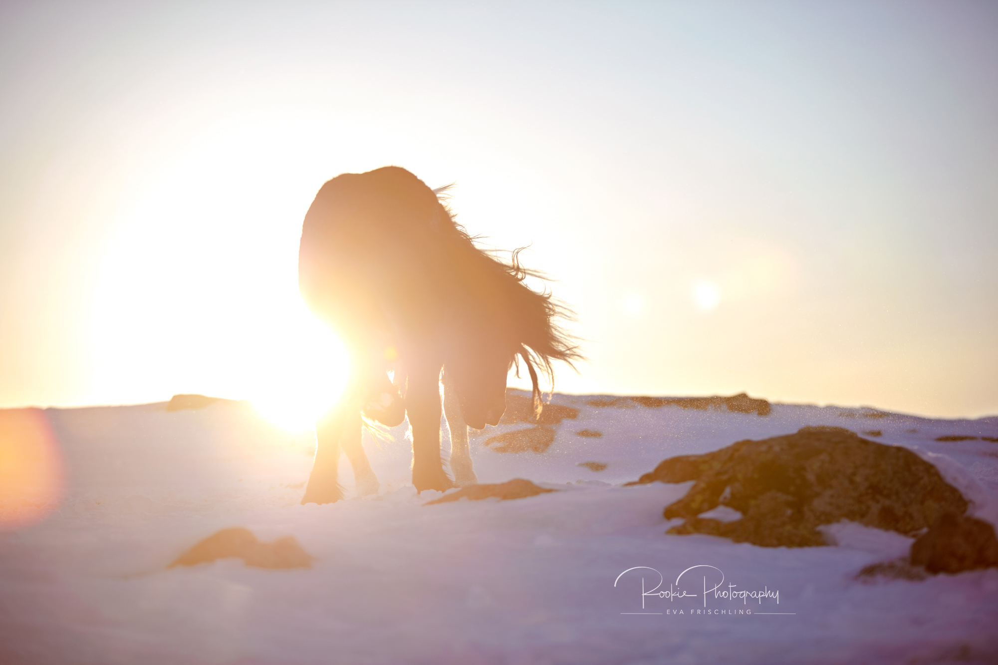 07 Hengstherde Sonnenschein-16