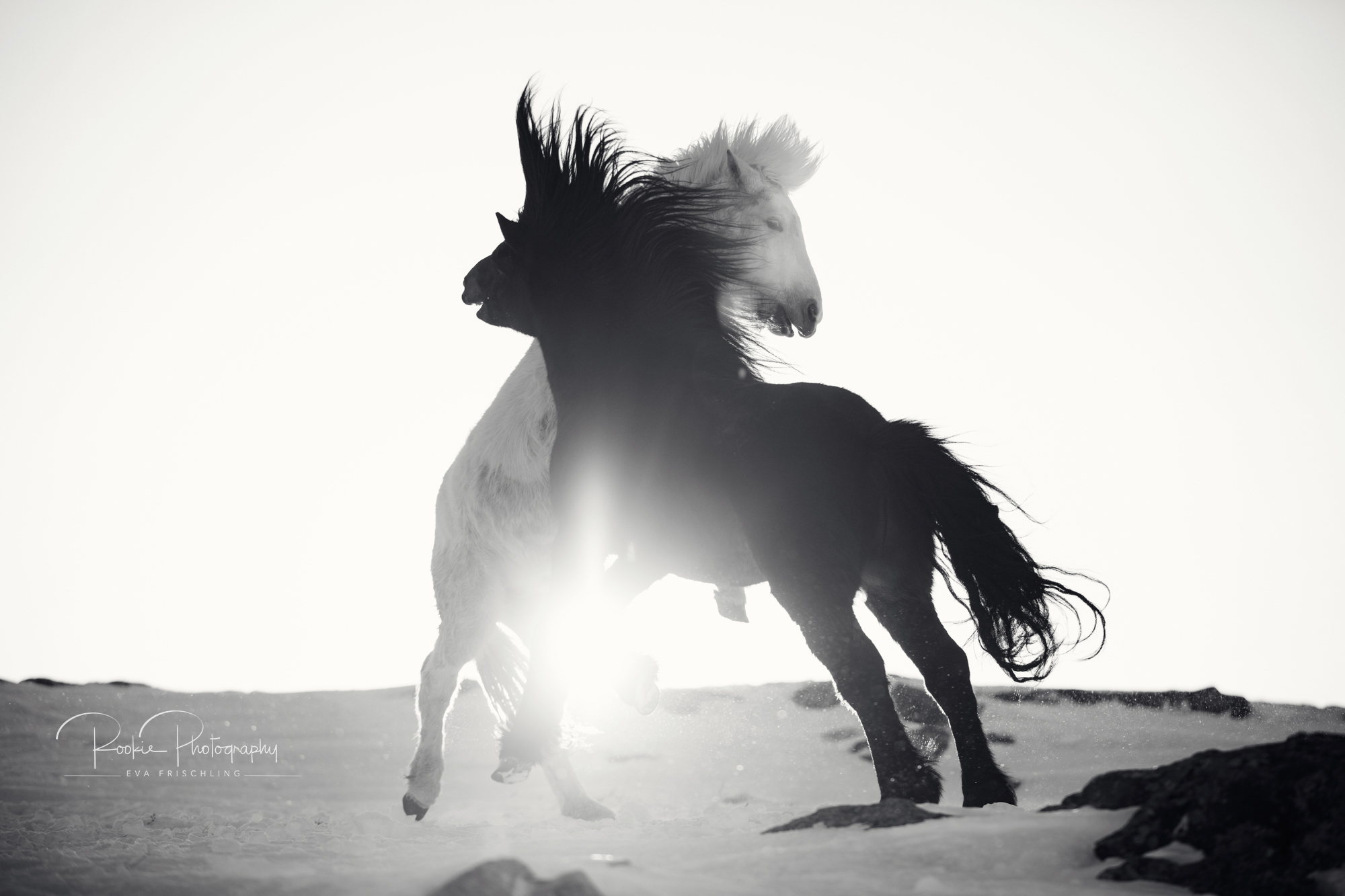 07 Hengstherde Sonnenschein-17