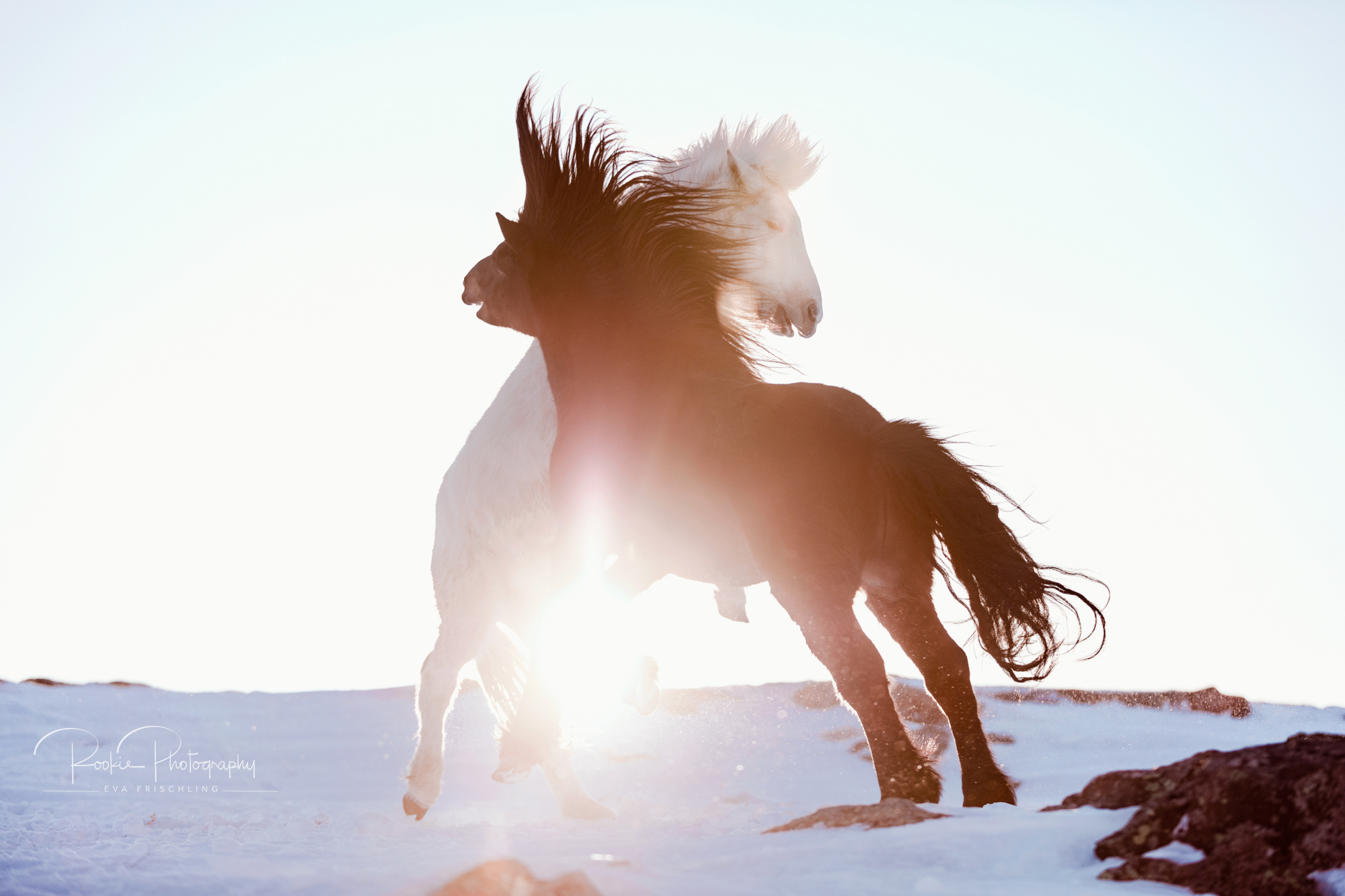 07 Hengstherde Sonnenschein-18