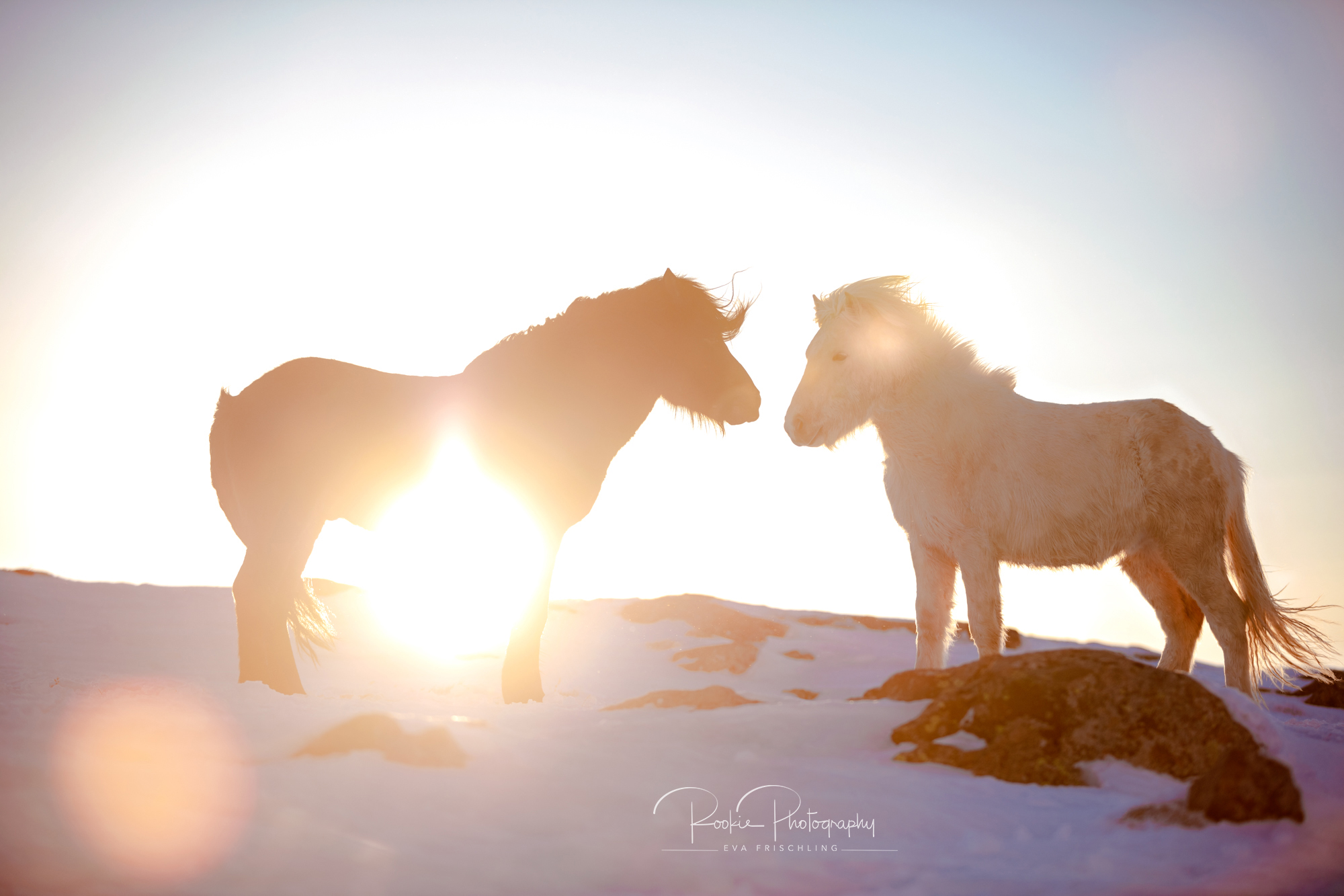 07 Hengstherde Sonnenschein-19