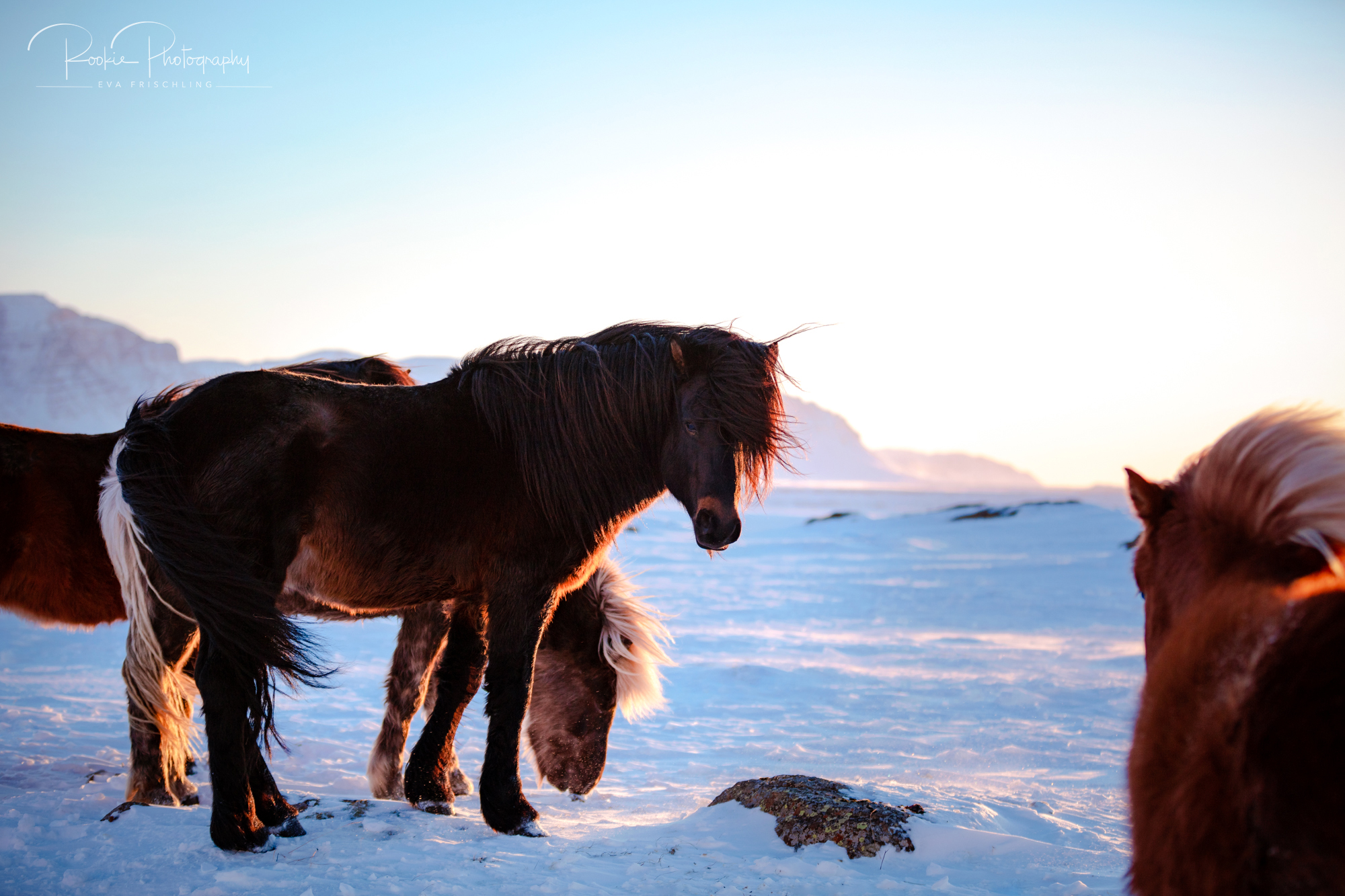 07 Hengstherde Sonnenschein-2