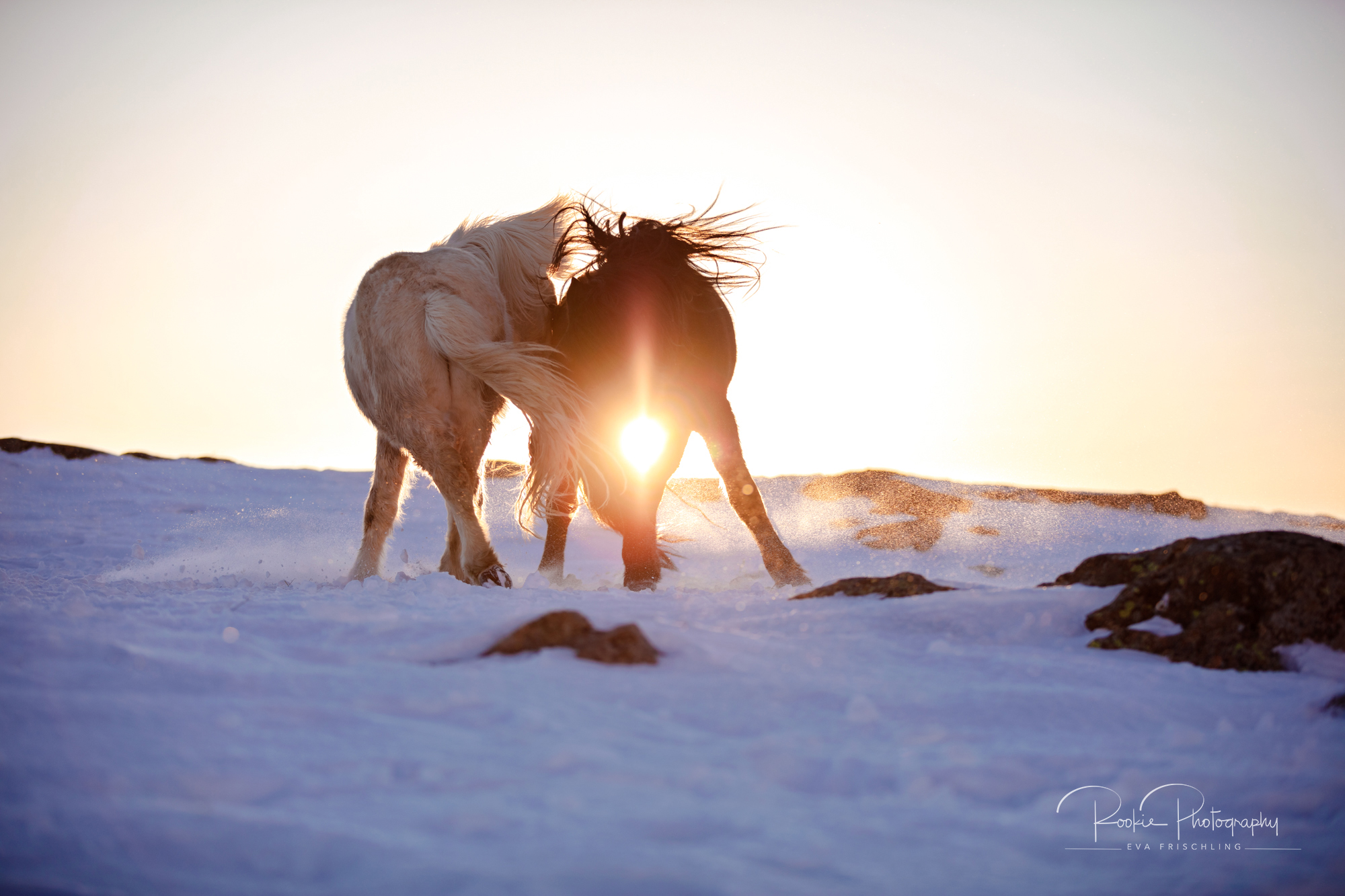 07 Hengstherde Sonnenschein-20