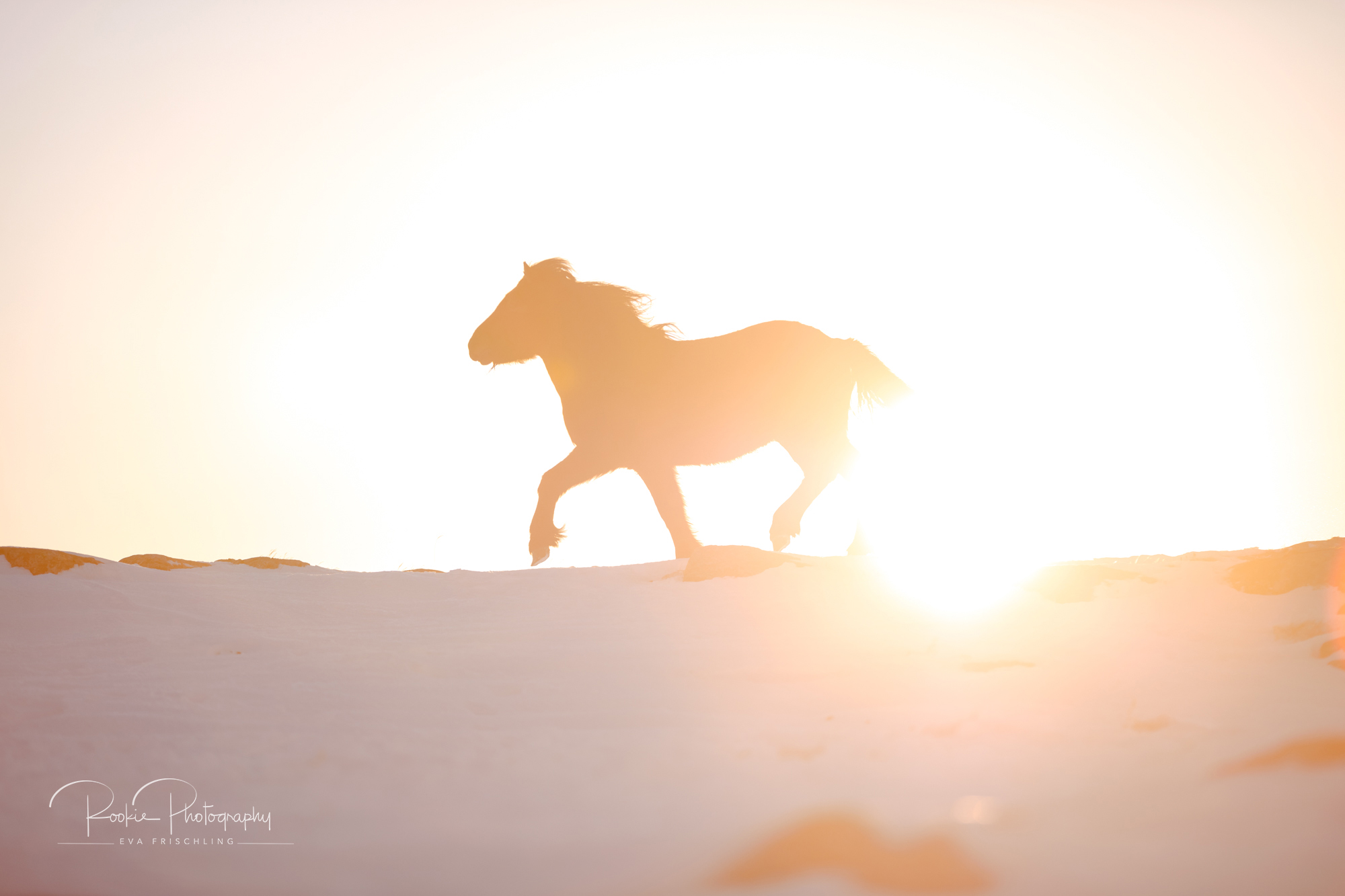 07 Hengstherde Sonnenschein-21