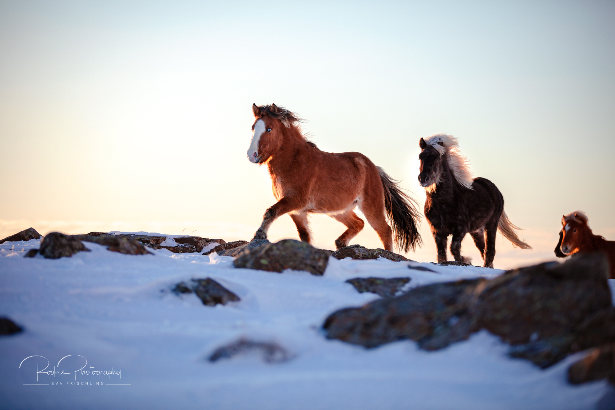07 Hengstherde Sonnenschein-22