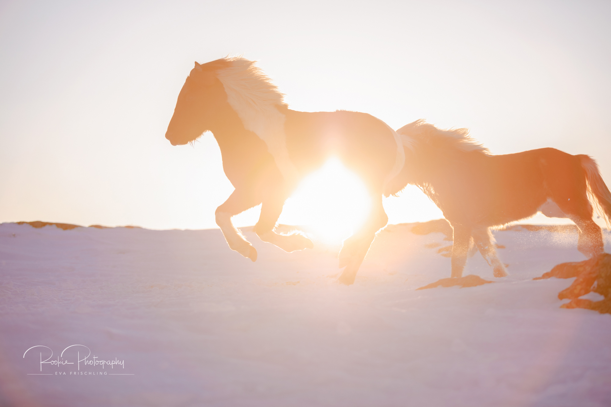 07 Hengstherde Sonnenschein-23