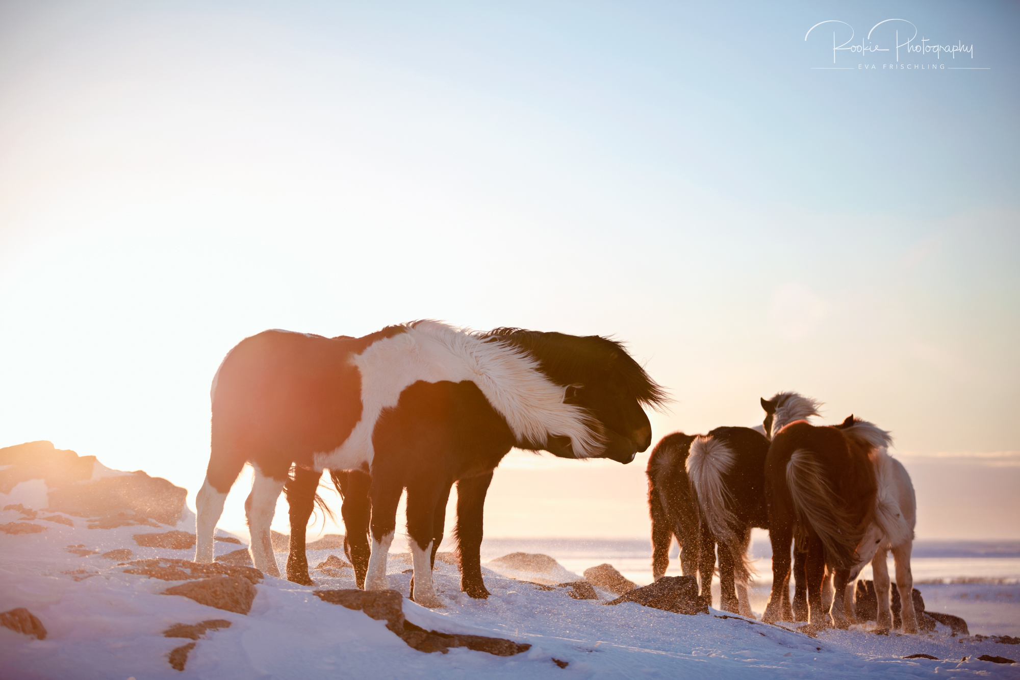 07 Hengstherde Sonnenschein-3