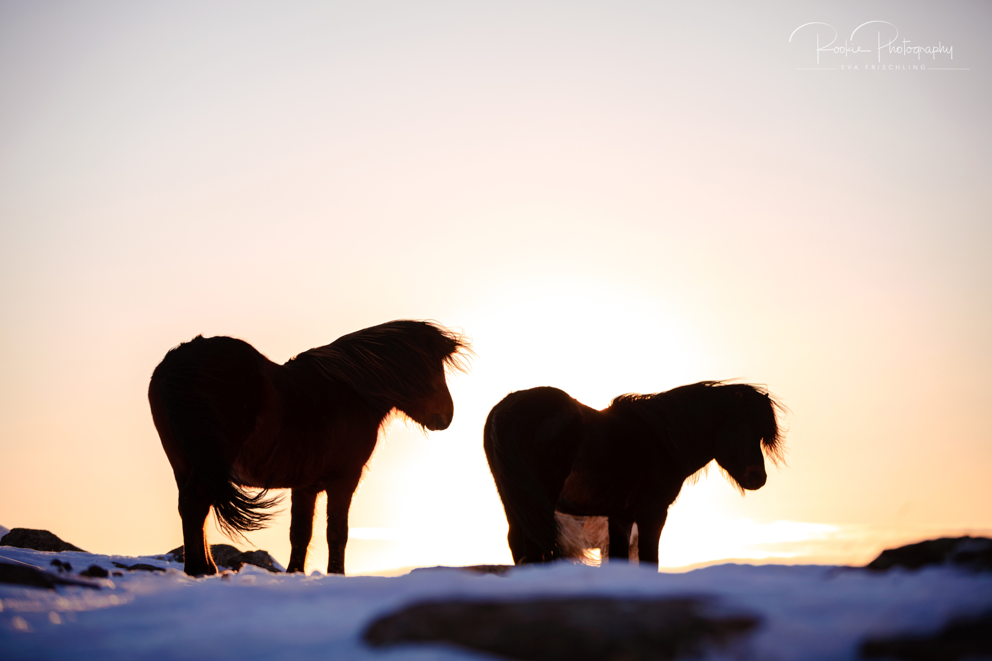07 Hengstherde Sonnenschein-4