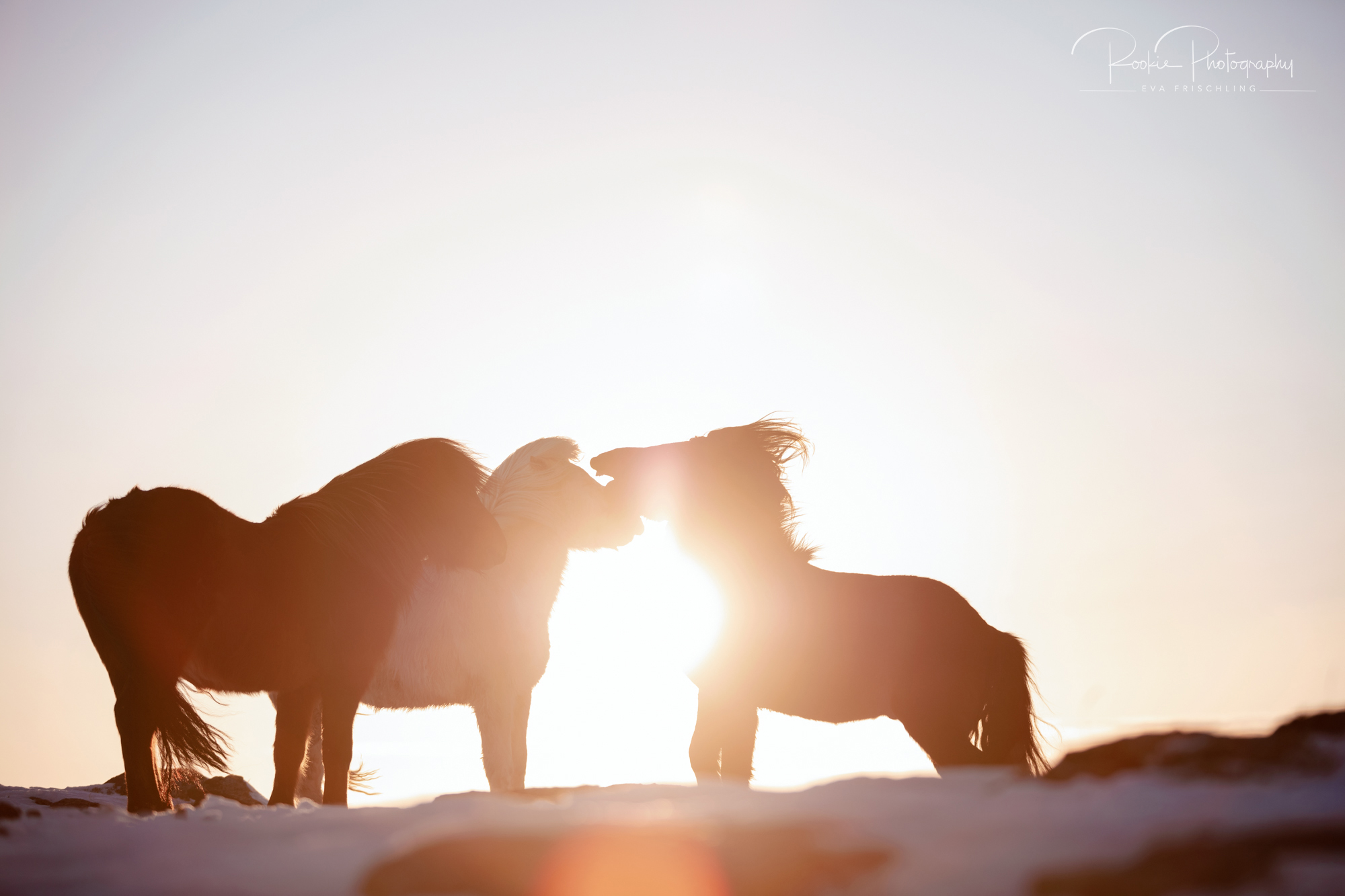07 Hengstherde Sonnenschein-5