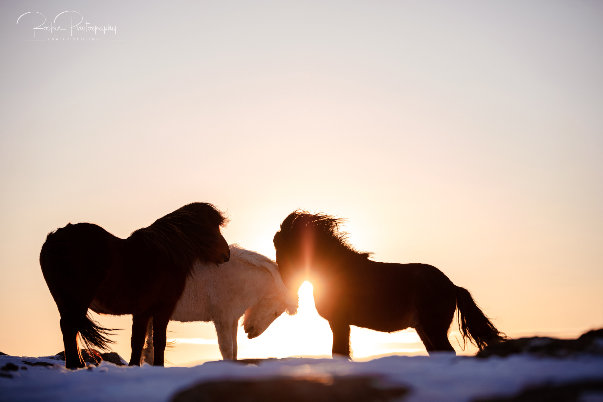 07 Hengstherde Sonnenschein-6