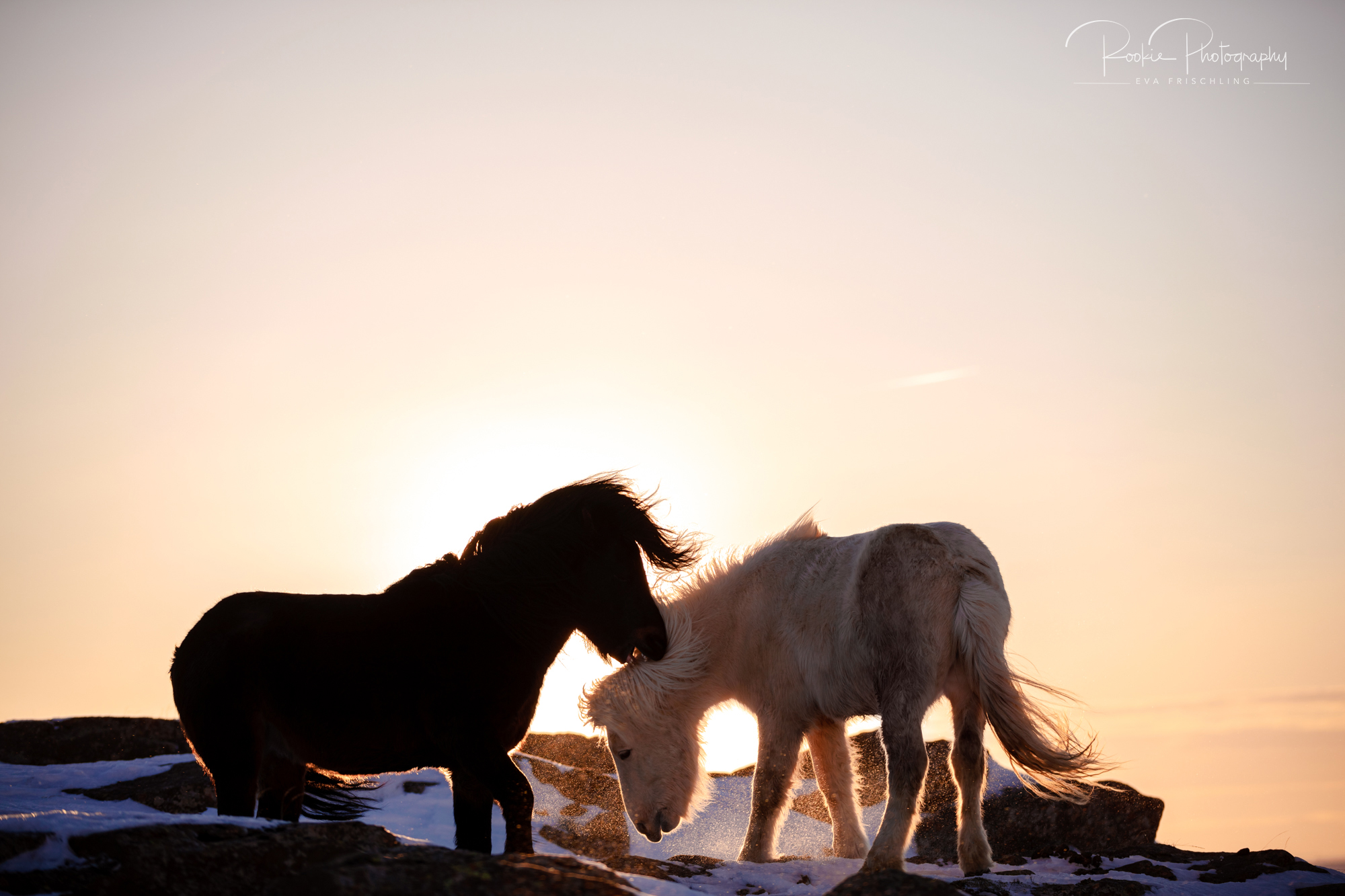 07 Hengstherde Sonnenschein-7