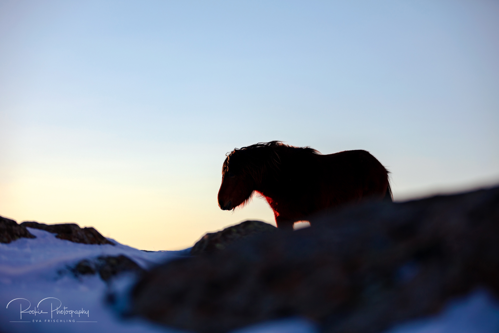 07 Hengstherde Sonnenschein-8