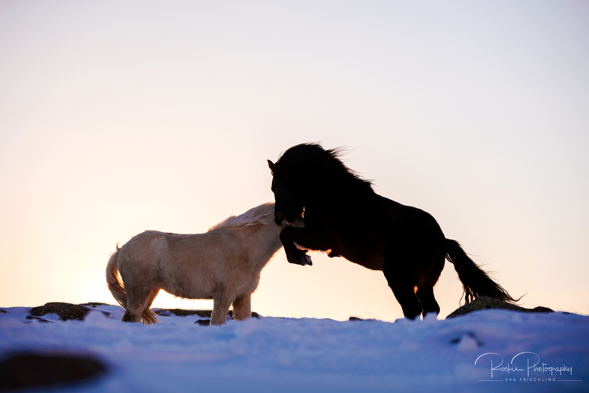 07 Hengstherde Sonnenschein-9