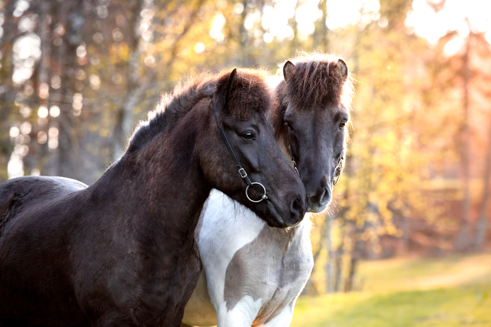 Skjalfti & Bjössi 2021-1