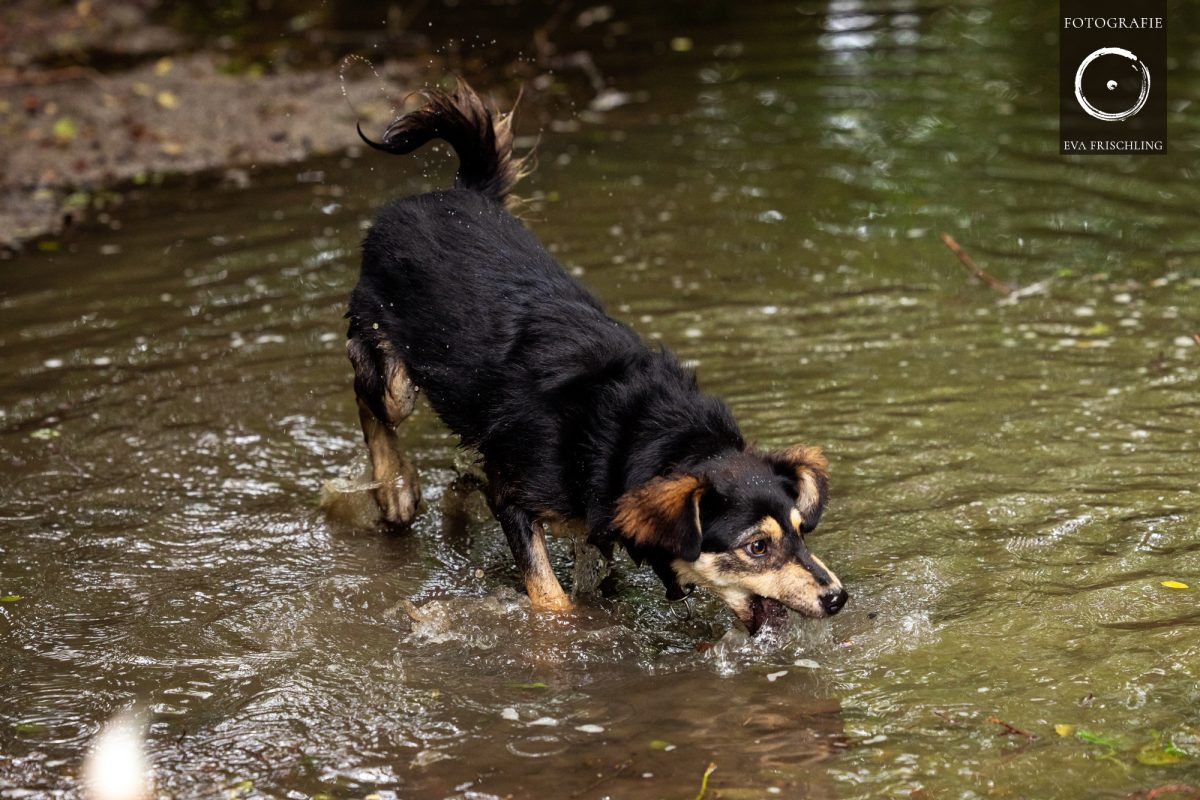 Pfotenhilfe Hunde 2021-14