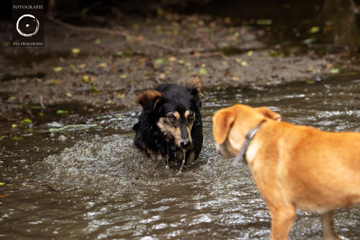 Pfotenhilfe Hunde 2021-15