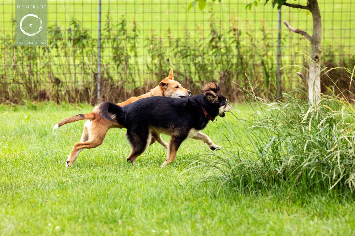 Pfotenhilfe Hunde 2021-2