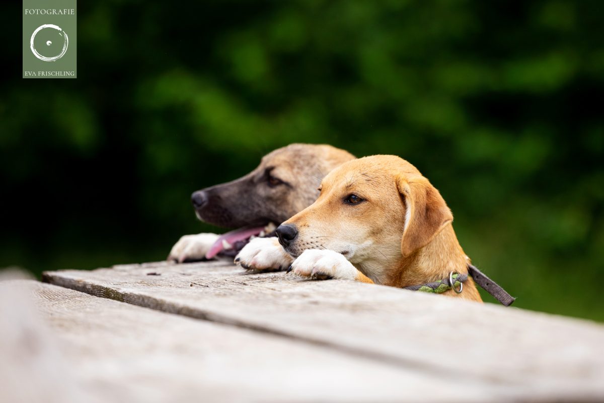 Pfotenhilfe Hunde 2021-21