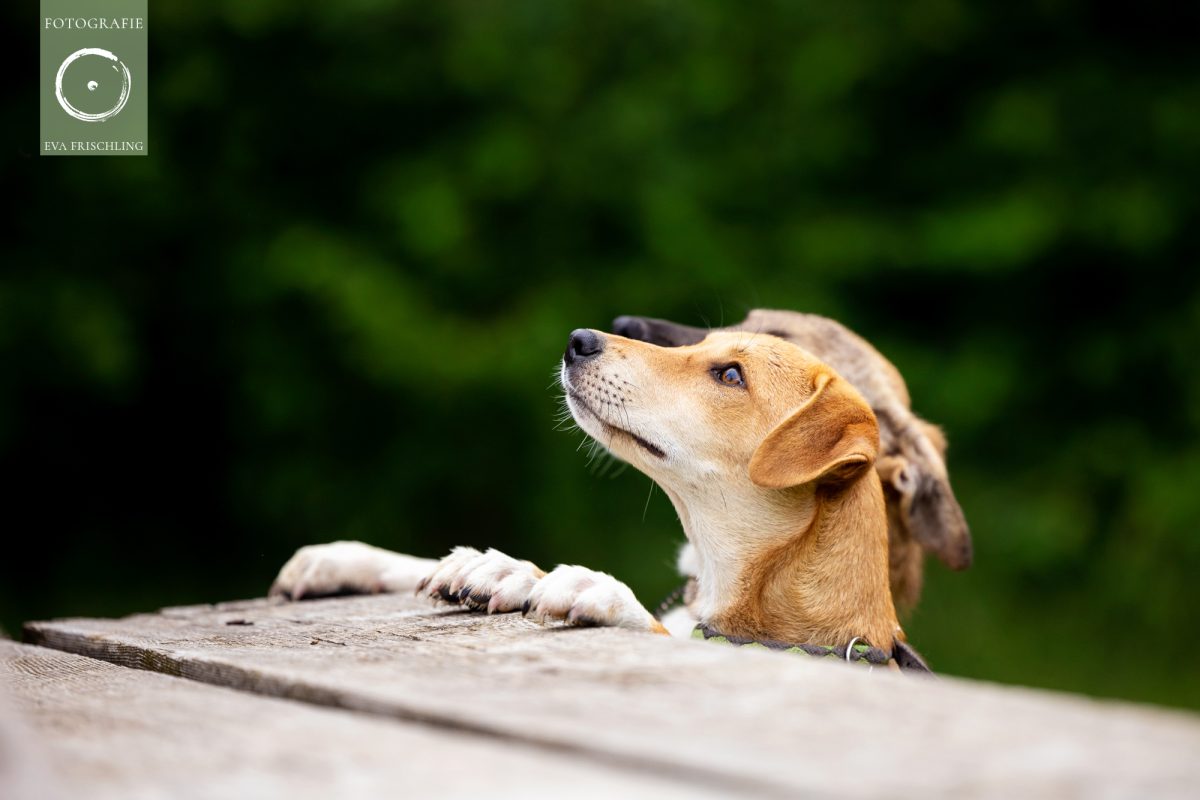 Pfotenhilfe Hunde 2021-22