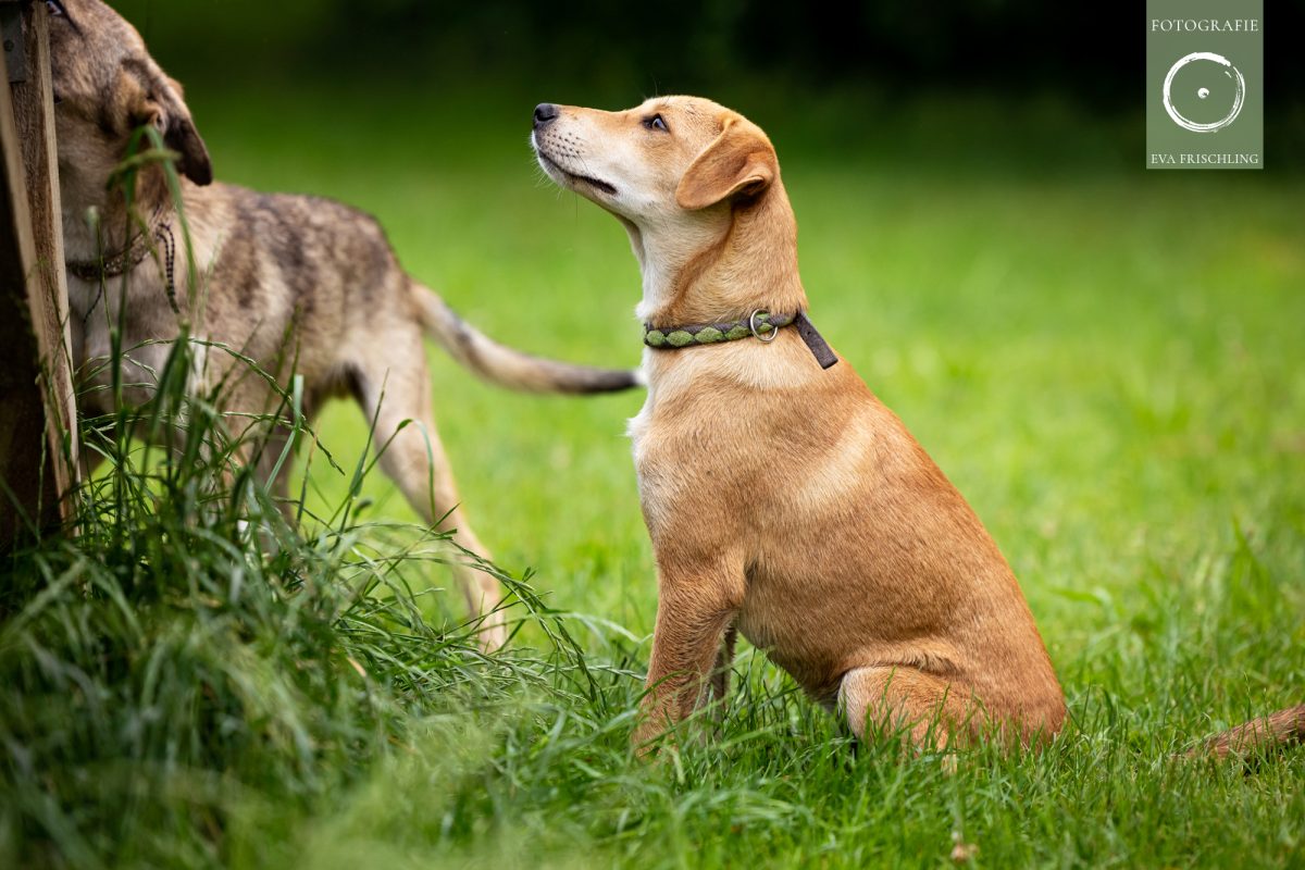 Pfotenhilfe Hunde 2021-23