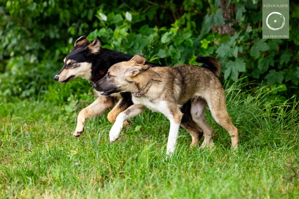 Pfotenhilfe Hunde 2021-25