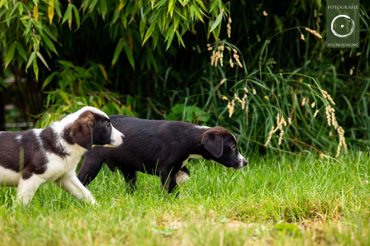 Pfotenhilfe Hunde 2021-29